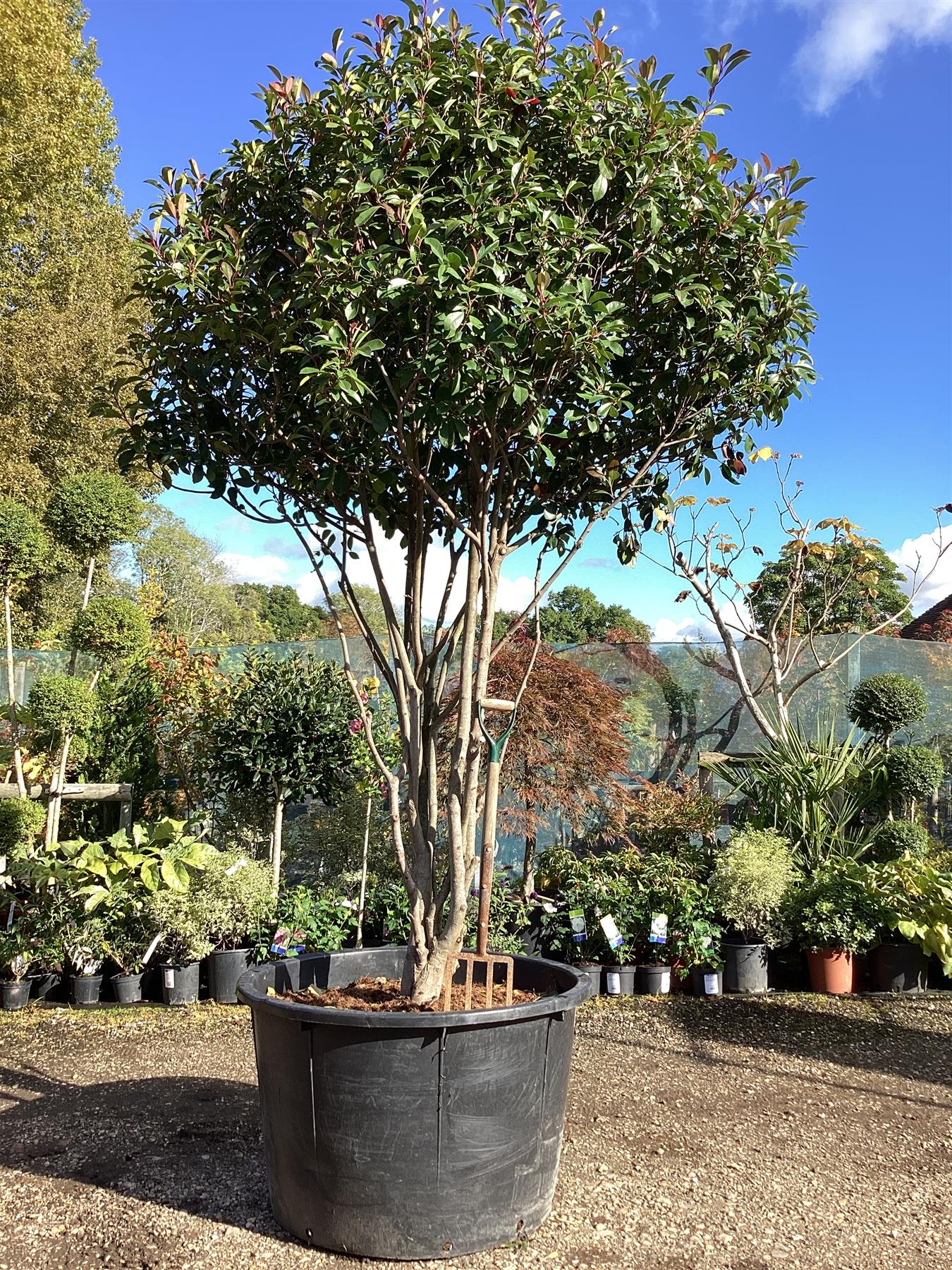 Photinia Red Robin | Christmas berry 'Little Red Robin' - Multi Stem - 375-385cm, 500lt