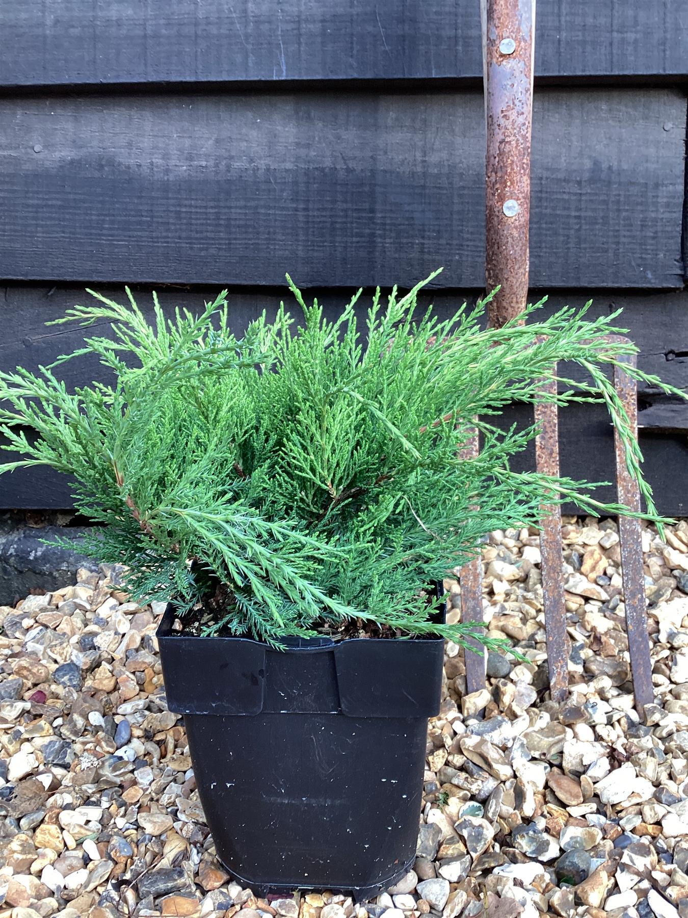 Juniperus x media 'Old Gold' - 40-50cm, 2lt