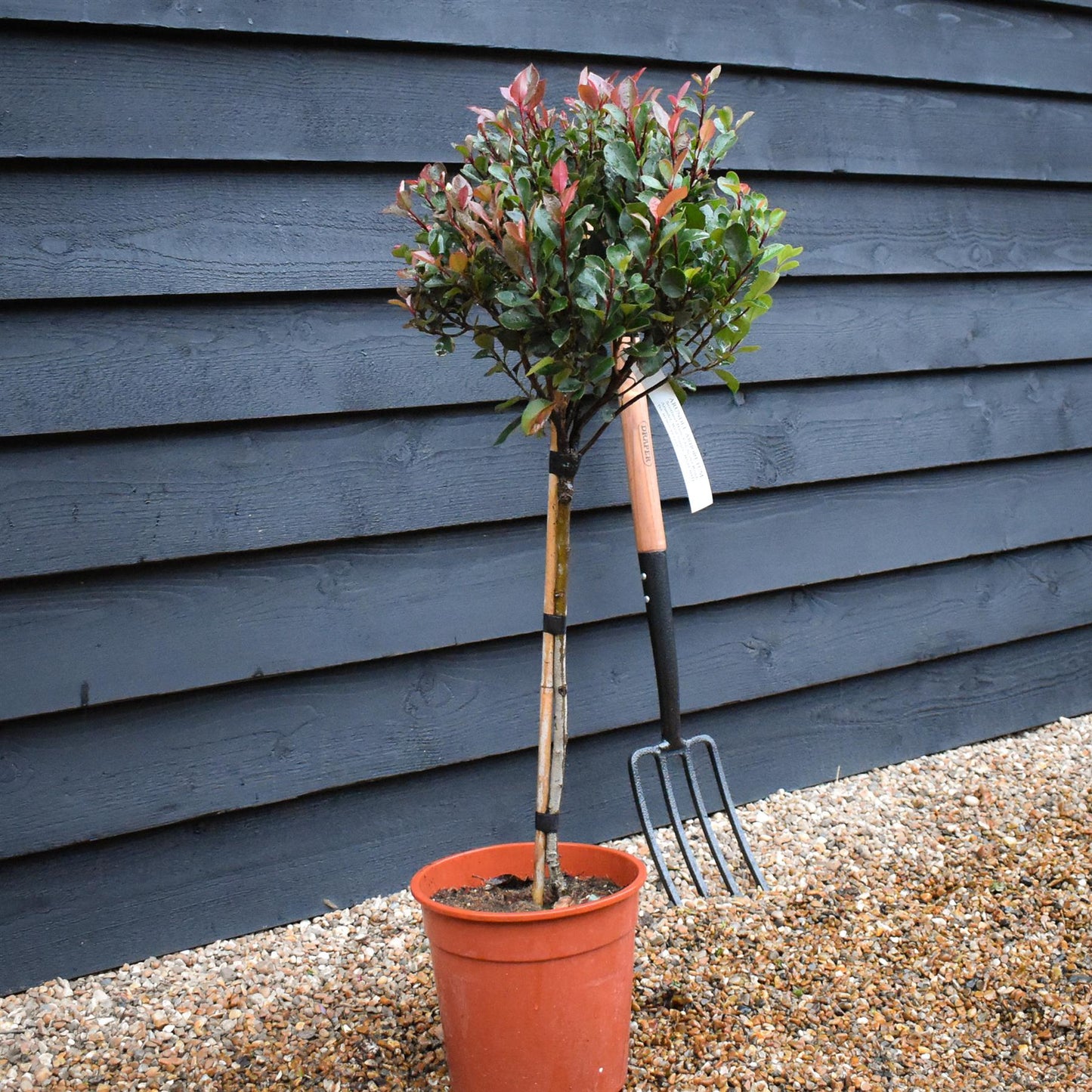 Photinia x fraseri Little Red Robin | Christmas berry 'Little Red Robin' - 1/4 Standard - 100cm - 7lt