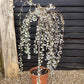 Prunus subhirtella Pendula 1/2 Standard | Single Pink Weeping Cherry - Girth 10-12cm - 25lt