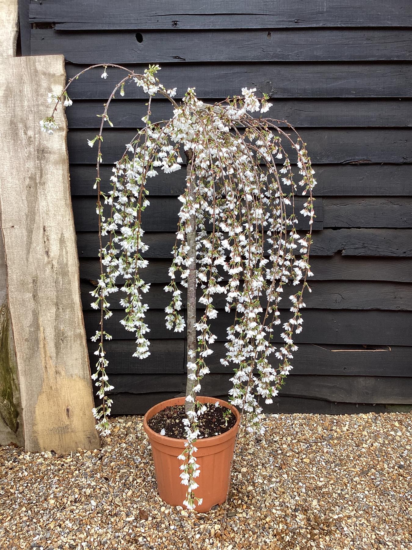 Prunus subhirtella Pendula 1/2 Standard | Single Pink Weeping Cherry - Girth 10-12cm - 25lt