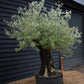 Olive Tree |  Olea Europea - Specimen - Leaning gnarly - Trunk height 80cm - Height 180-200cm - Girth 115cm - 240lt