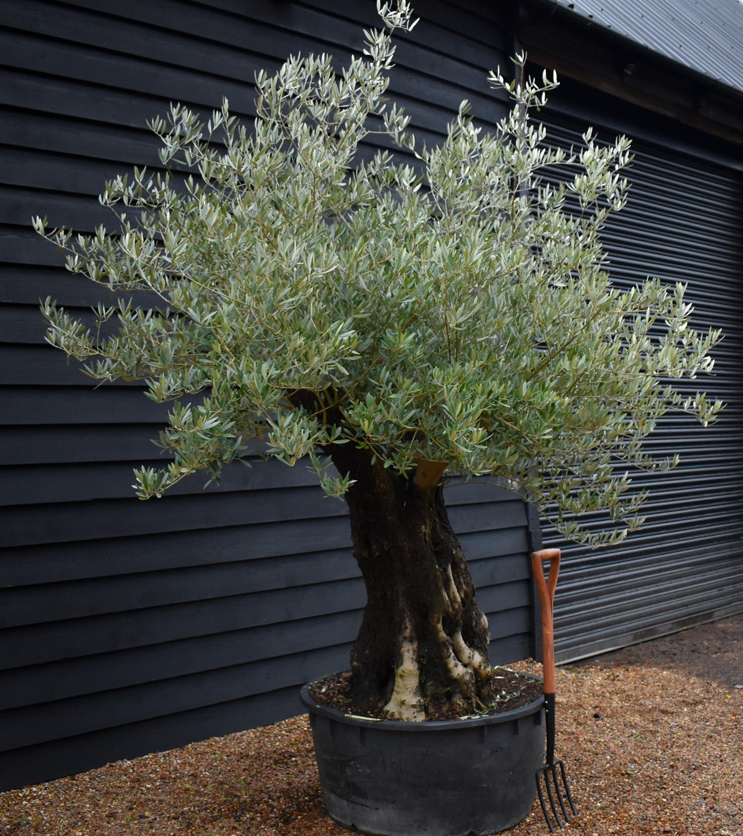 Olive Tree |  Olea Europea - Specimen - Leaning gnarly - Trunk height 80cm - Height 180-200cm - Girth 115cm - 240lt