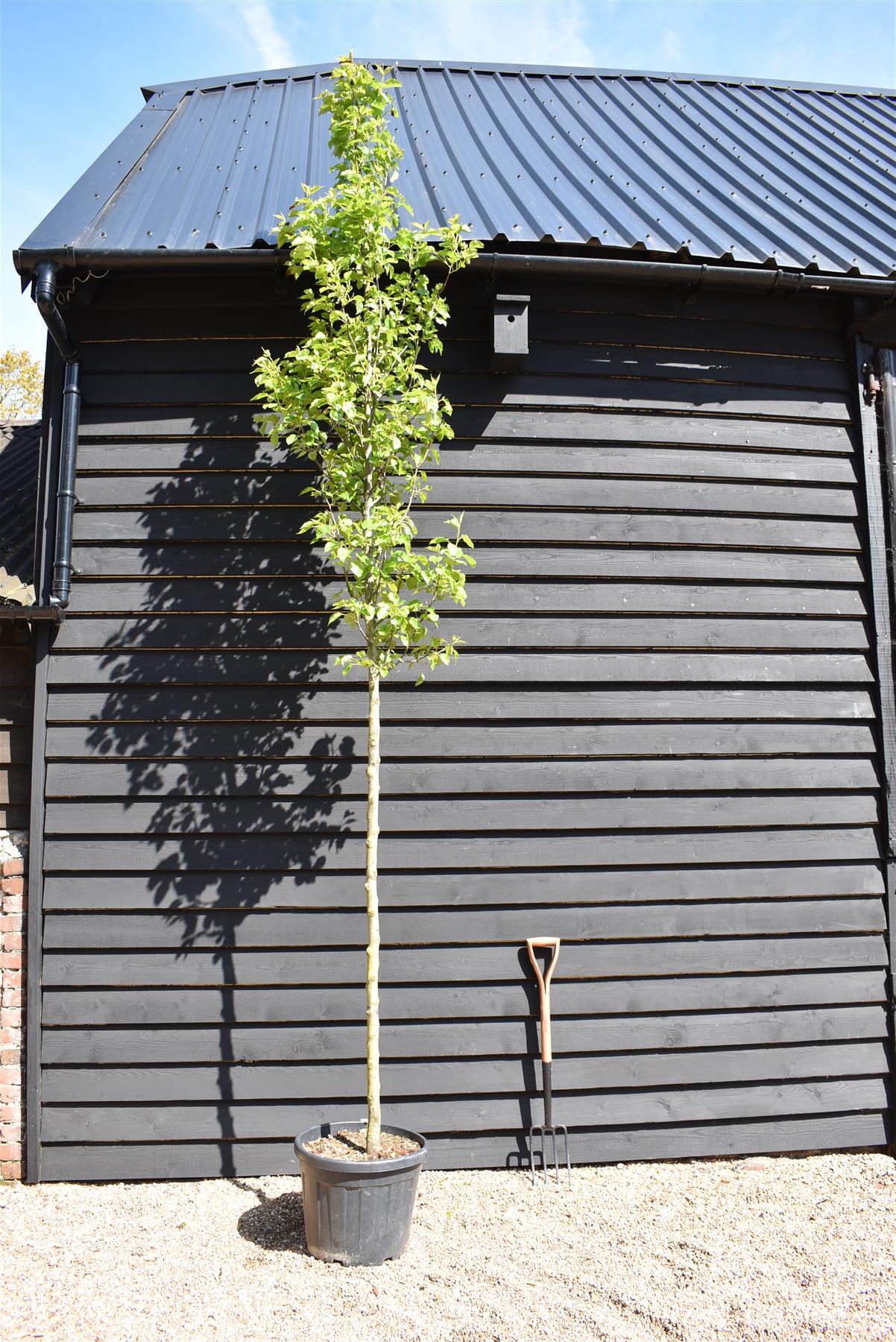 Pear - Pyrus calleryana 'Chanticleer' - 300-310cm, 35lt