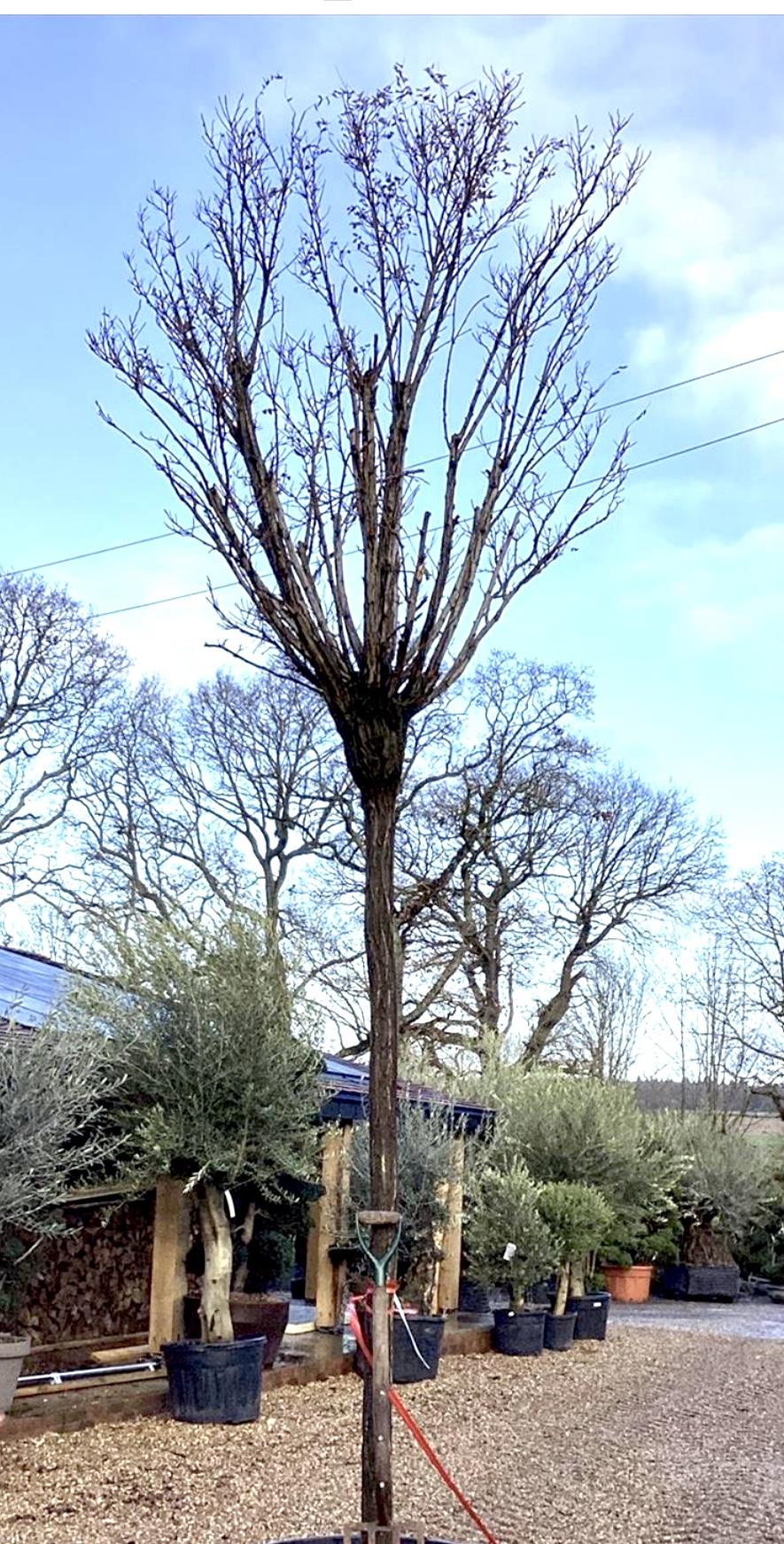 Catalpa Bignonioides (Ovata) Tree | Indian bean tree - Standard - Mature Tree - Height 350cm - 150lt