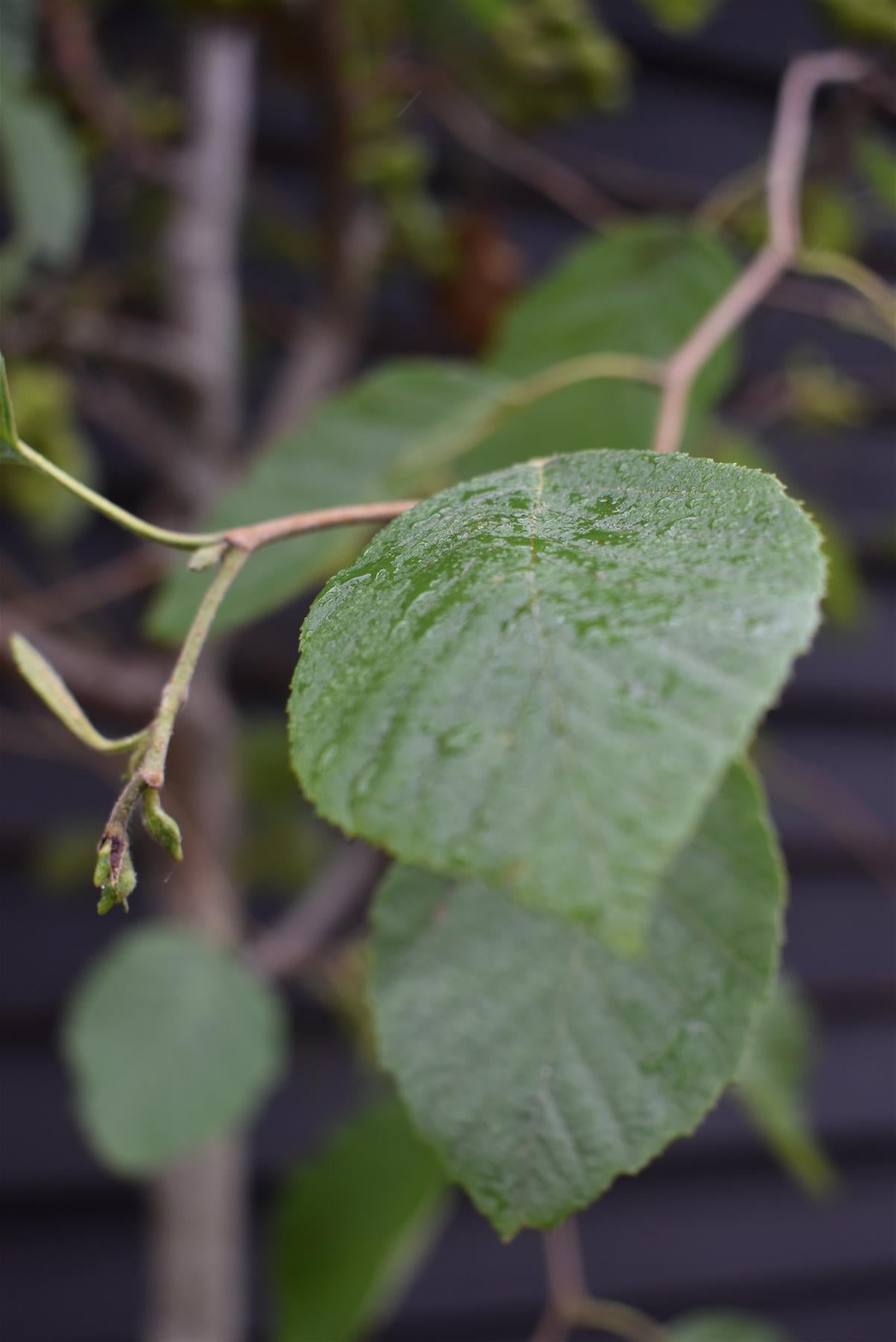 Alnus Incana - Grey Alder tree - Clear Stem - Standard - Girth 12-14cm - Height 380-400cm - 70lt