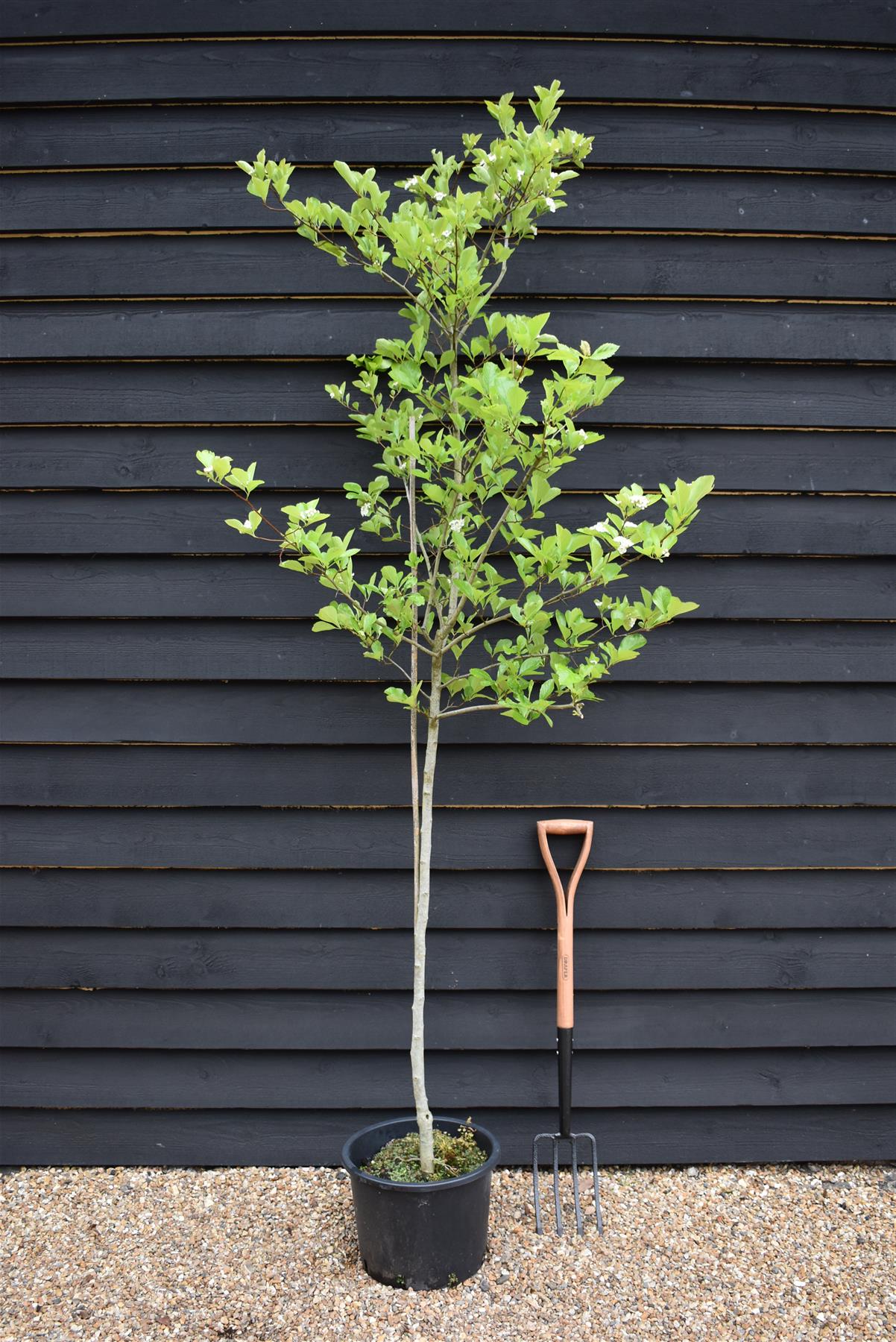 Crataegus Persimilis 'Prunifolia' | Broad-leaved Cockspur Thorn - 180-220cm, 20lt