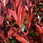 Photinia x fraseri Red Robin Compacta - Multistem - Height 120cm - 40lt