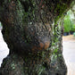 Olive Tree |Olea Europea - Specimen - Straight crown gnarly - Trunk height 90cm - Height 180-200cm - Girth 135cm - 375lt