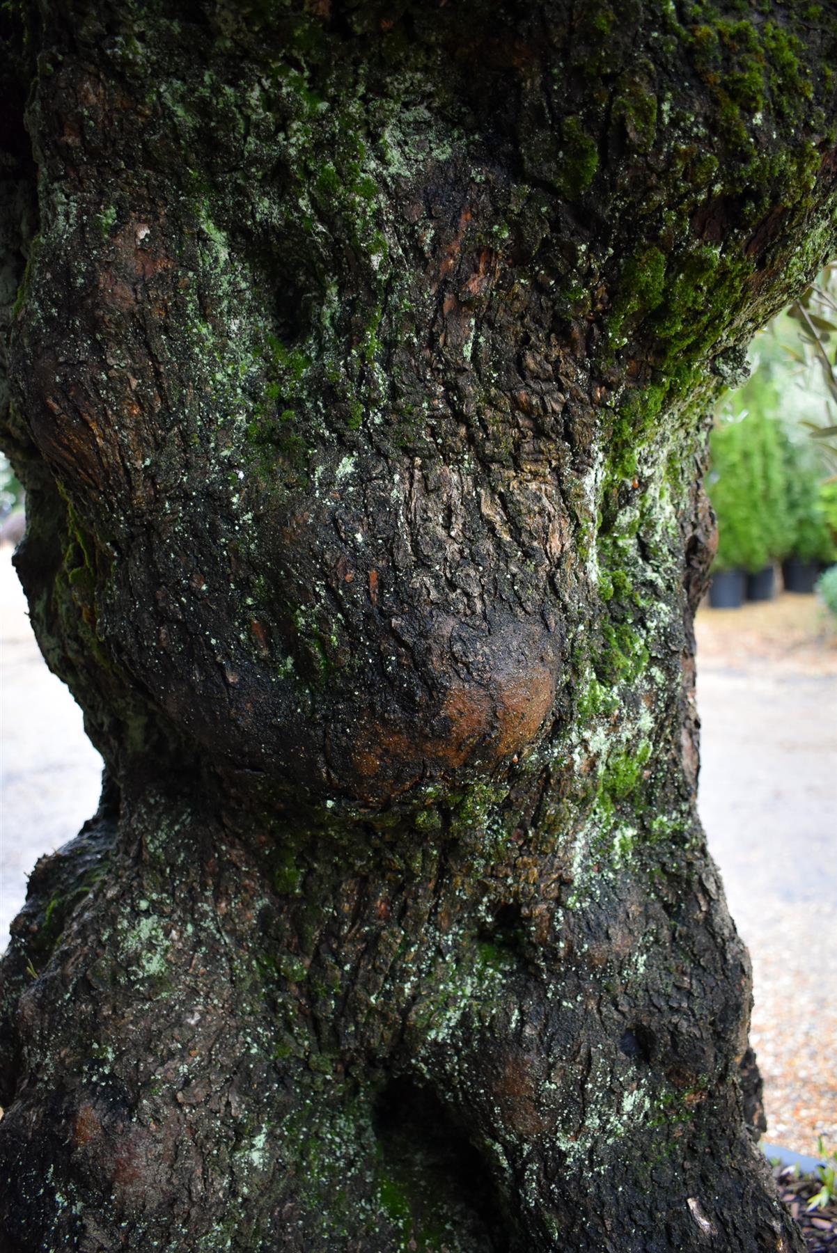 Olive Tree |Olea Europea - Specimen - Straight crown gnarly - Trunk height 90cm - Height 180-200cm - Girth 135cm - 375lt