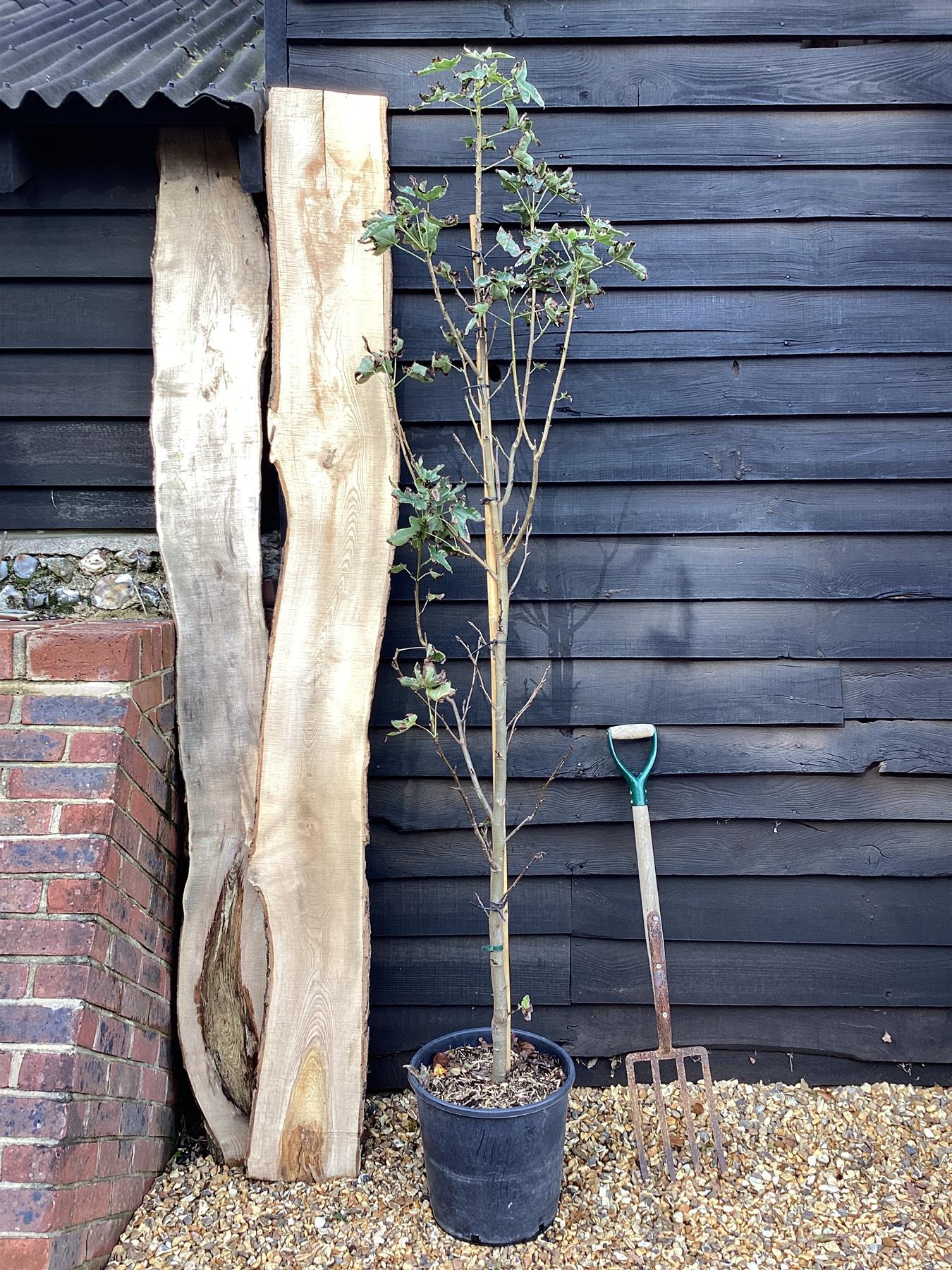 Liquidambar styraciflua 'Albomarginata Manon' | Sweet Gum 'Silver King Manon' - 100-120cm, 25lt