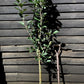 Apple tree 'Scrumptious' | Malus domestica - MM106 - Height 150-160cm - 20lt