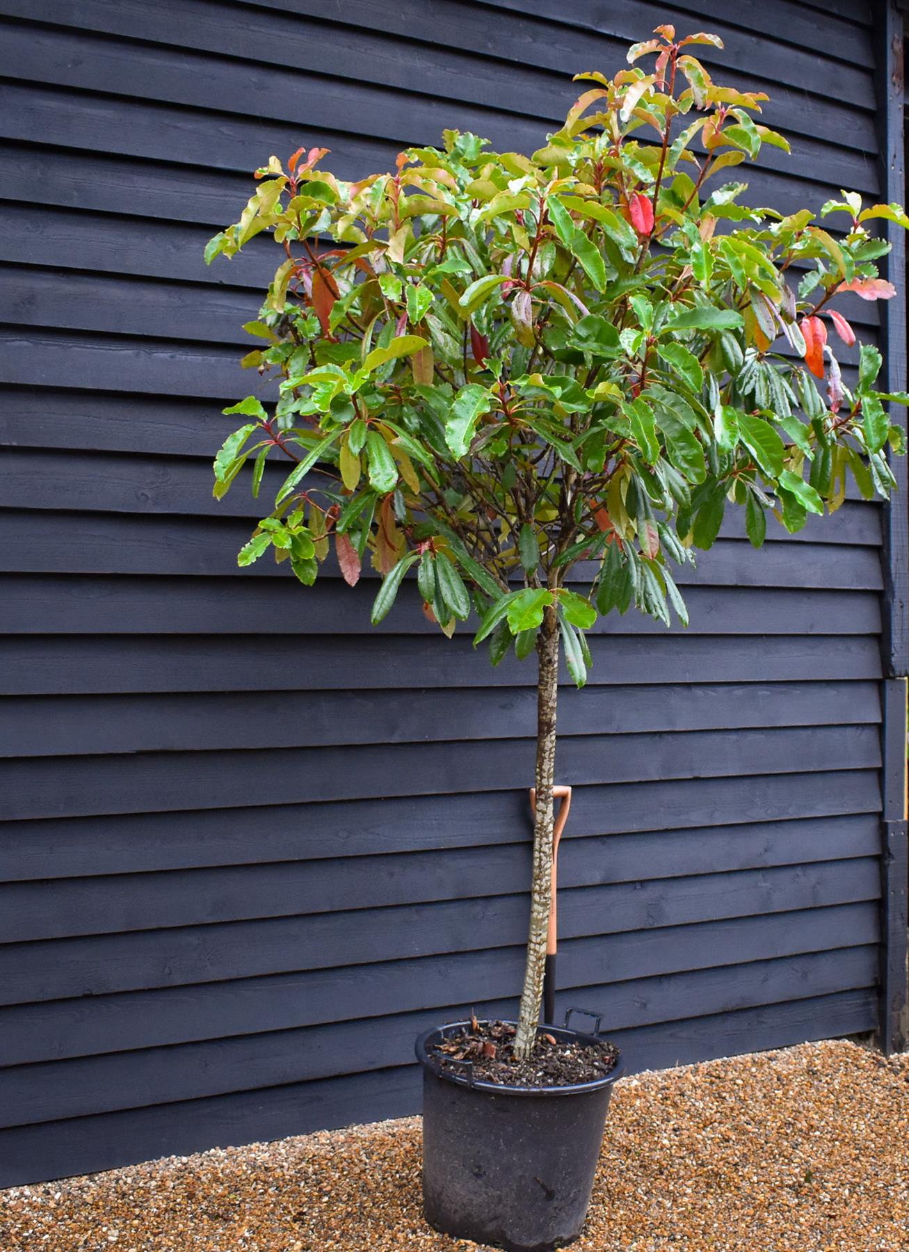 Photinia serratifolia Crunchy | Potinia 'Crunchy' Tree - Clear Stem 100cm - Girth 14-15cm - Height 160-180cm - 45lt