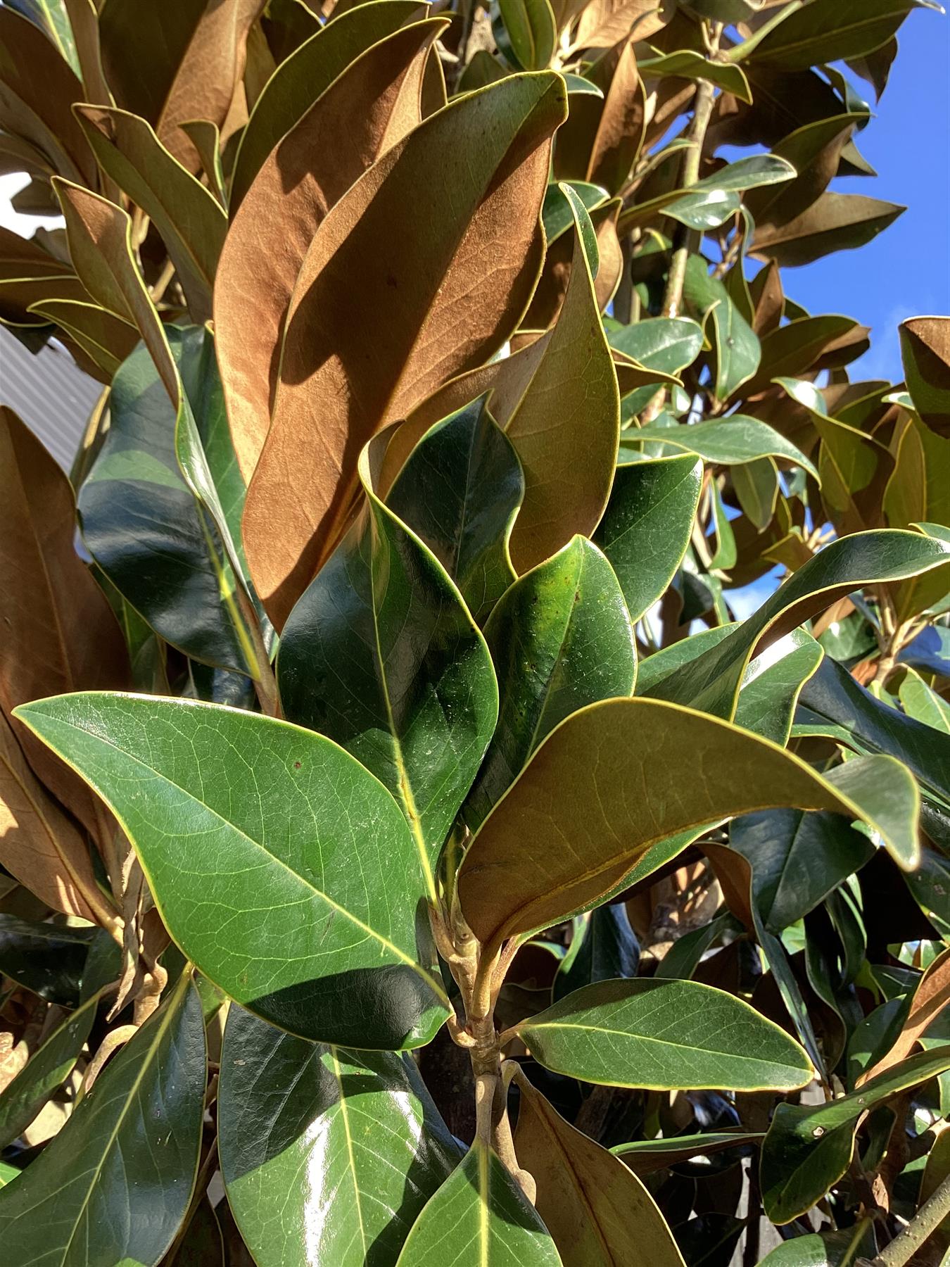 Magnolia grandiflora 'Galissonniere' | Southern magnolia 'Galissonniere' Girth 16-18cm - Height - 400-450cm - 150lt