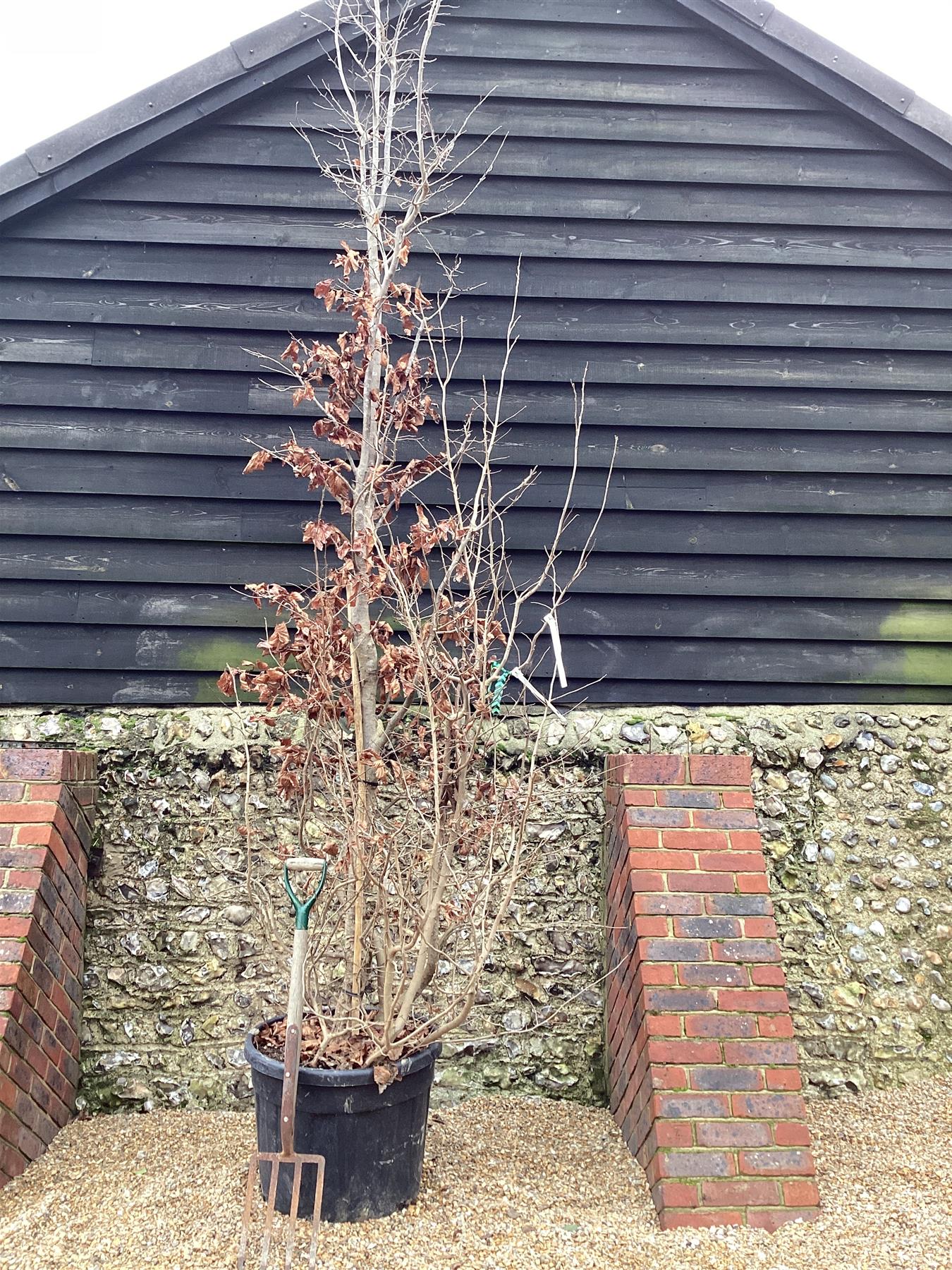 Parrotia Persica Multistem | Iron Tree - 400-420cm, 180lt