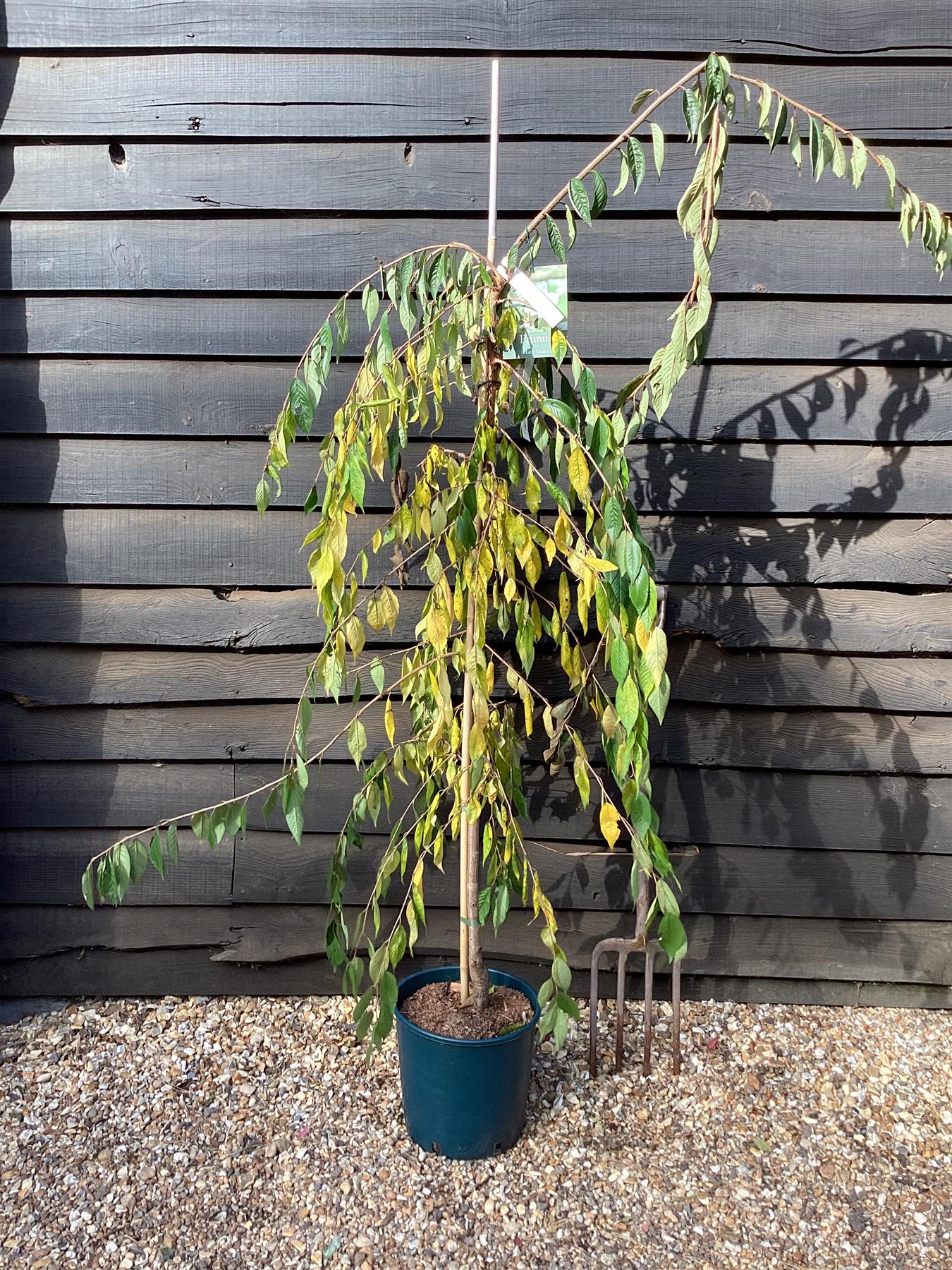 Prunus Marie Mallet |  Weeping Cherry 'Marie Mallet' - 150-200cm - 10lt