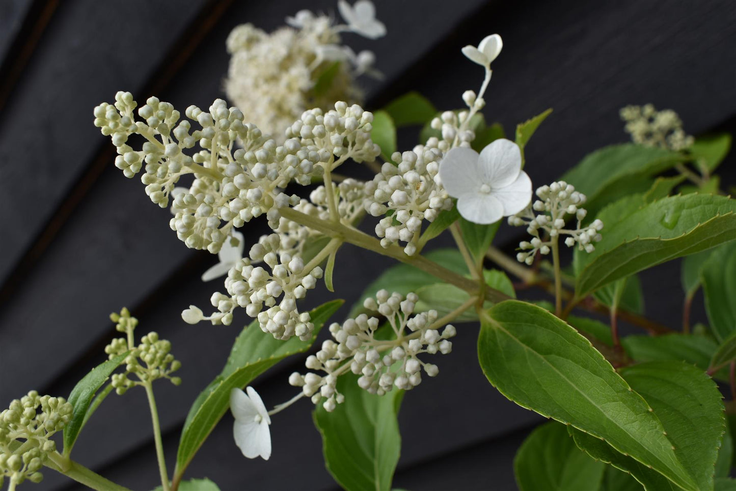 Hydrangea paniculata 'Kyushu' - 3lt