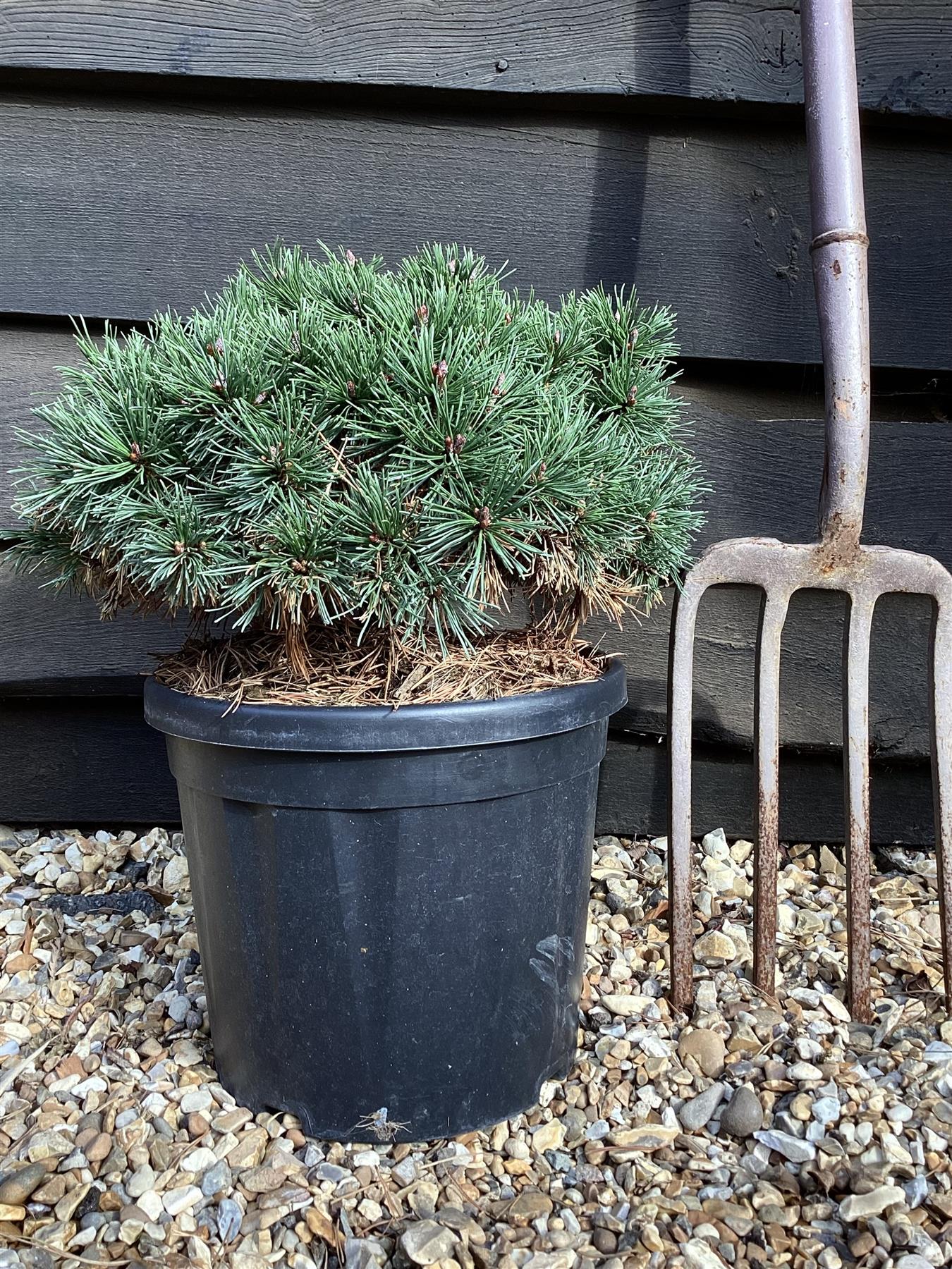 Pinus mugo 'Pumuckel' | Dwarf mountain pine - Width 25cm - Height 20cm - 8lt