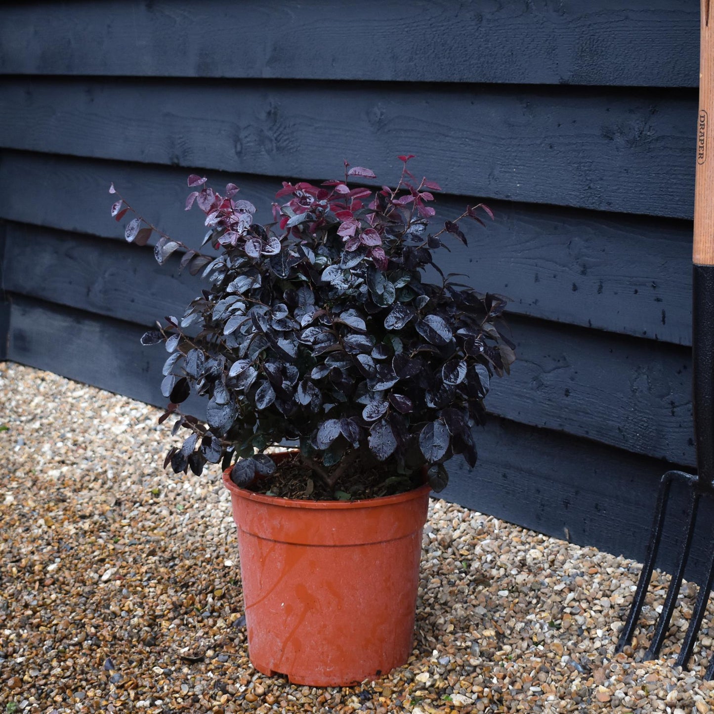 Loropetalum chinense 'Ever Red' | Chinese Fringe Flower - Bush - Height 40-50cm - 9lt