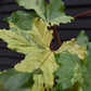 Acer Pseudoplatanus Simon Louie Frerers | Variegated sycamore 'Simon-Louis Frères' - 200-220cm - 12lt