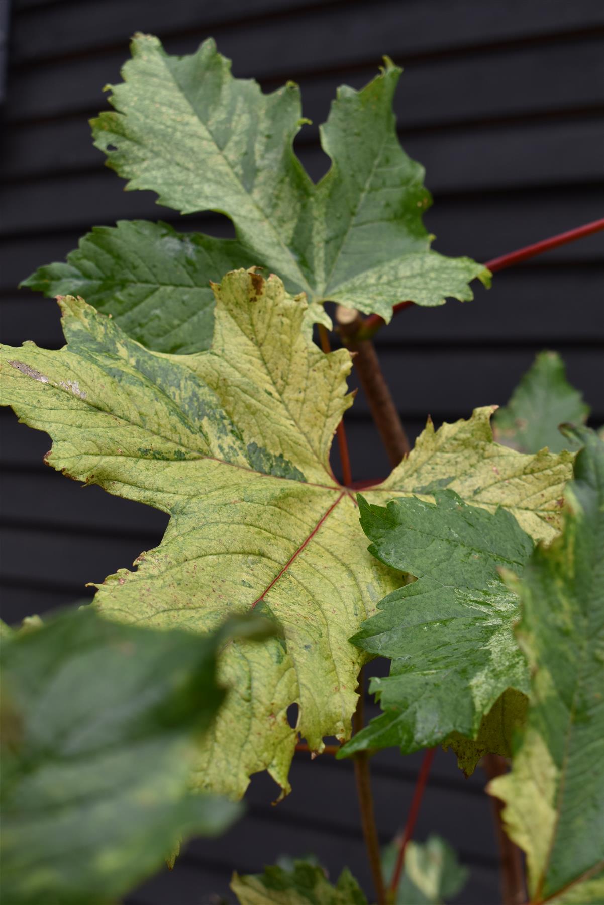 Acer Pseudoplatanus Simon Louie Frerers | Variegated sycamore 'Simon-Louis Frères' - 200-220cm - 12lt