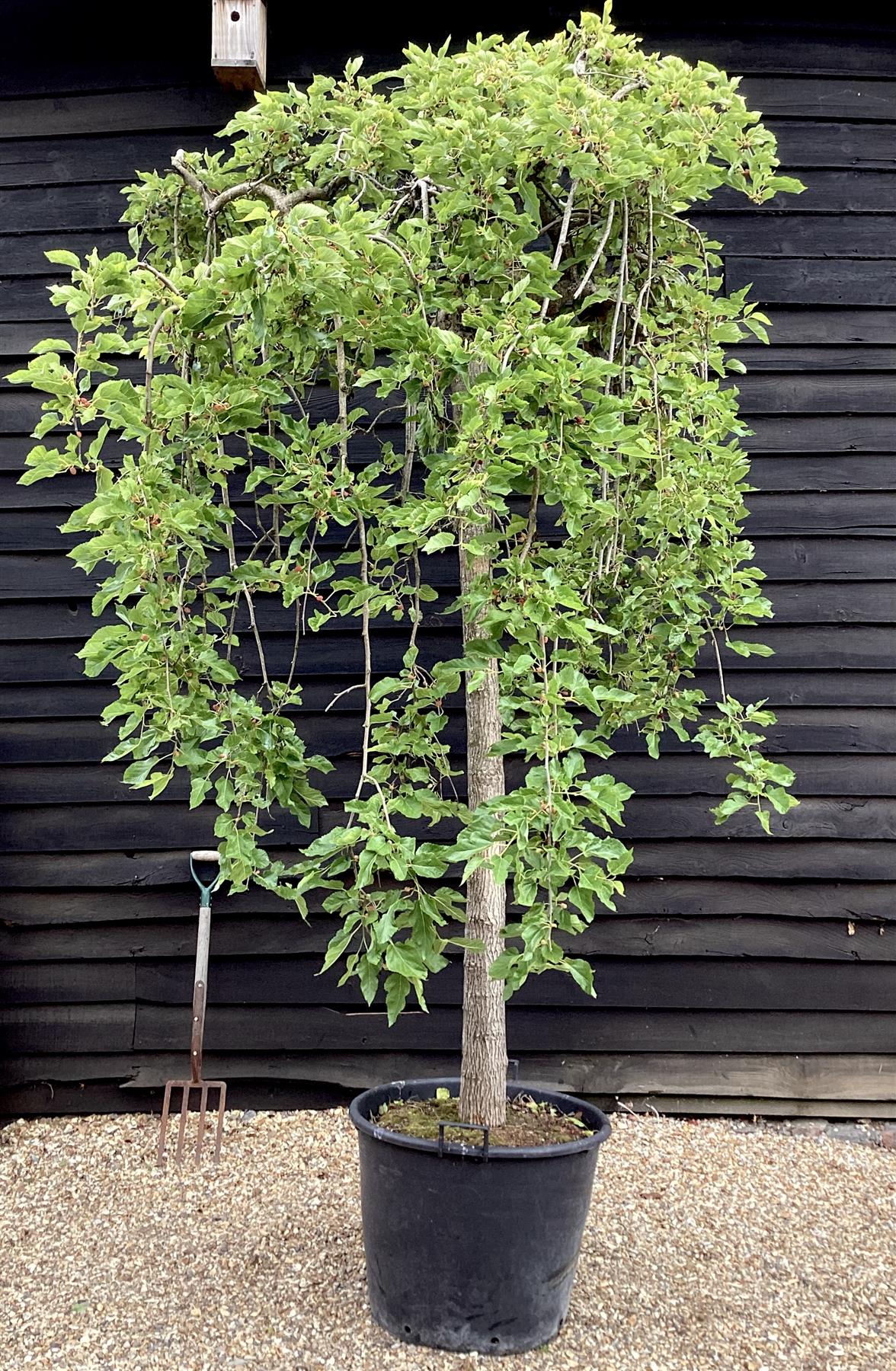 Morus alba 'Pendula' | Weeping White Mulberry - Girth 30cm - 350-360cm - 130lt