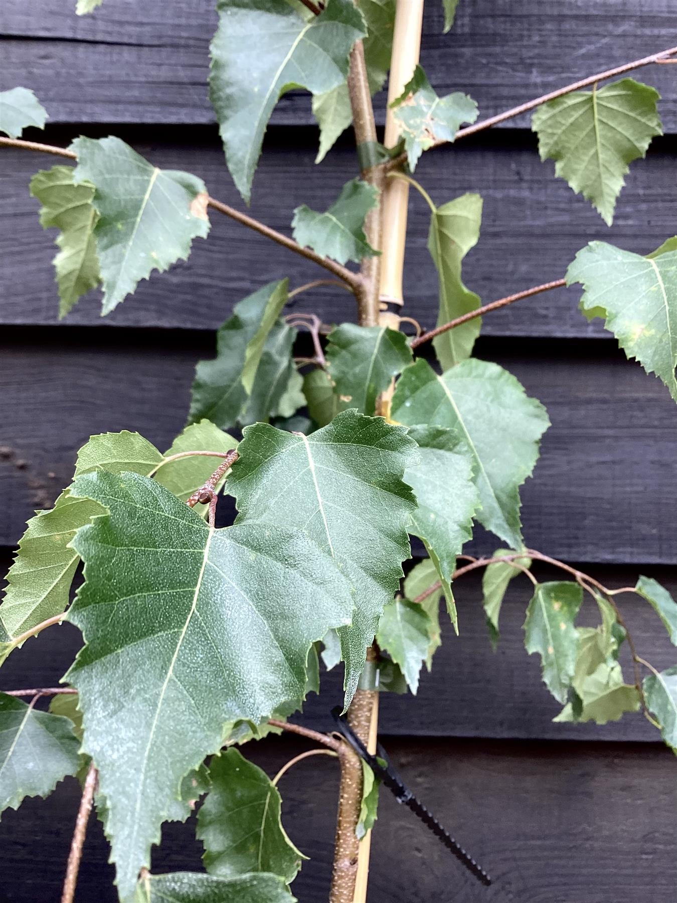 Birch European White | Betula Pendula - 150-200cm, 10lt