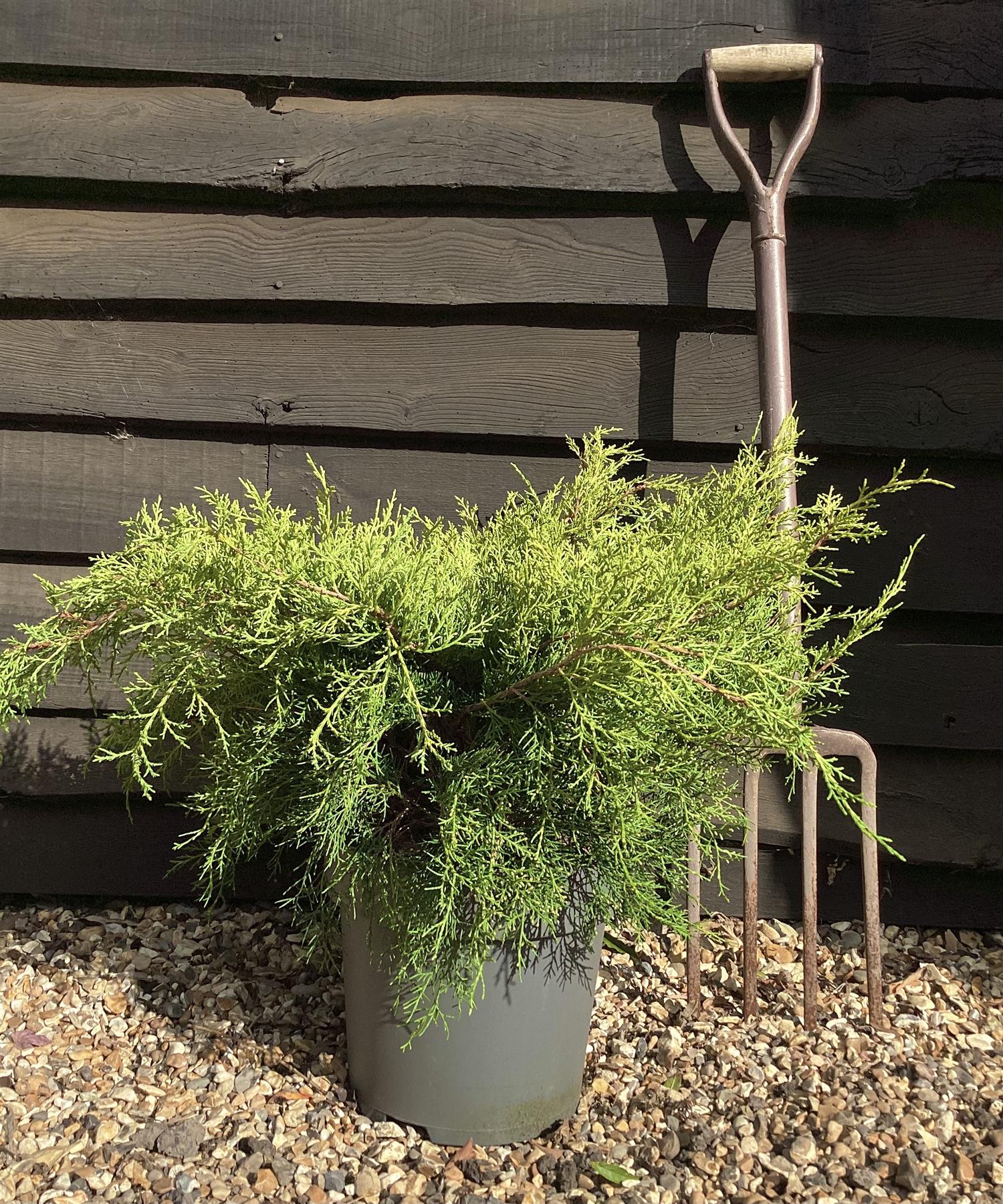 Juniperus pfitzeriana 'Old Gold' | Chinese Juniper - 20-30cm - 10lt