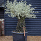 Olive Tree |Olea Europea - Specimen - Straight crown gnarly - Trunk height 90cm - Height 180-200cm - Girth 135cm - 375lt