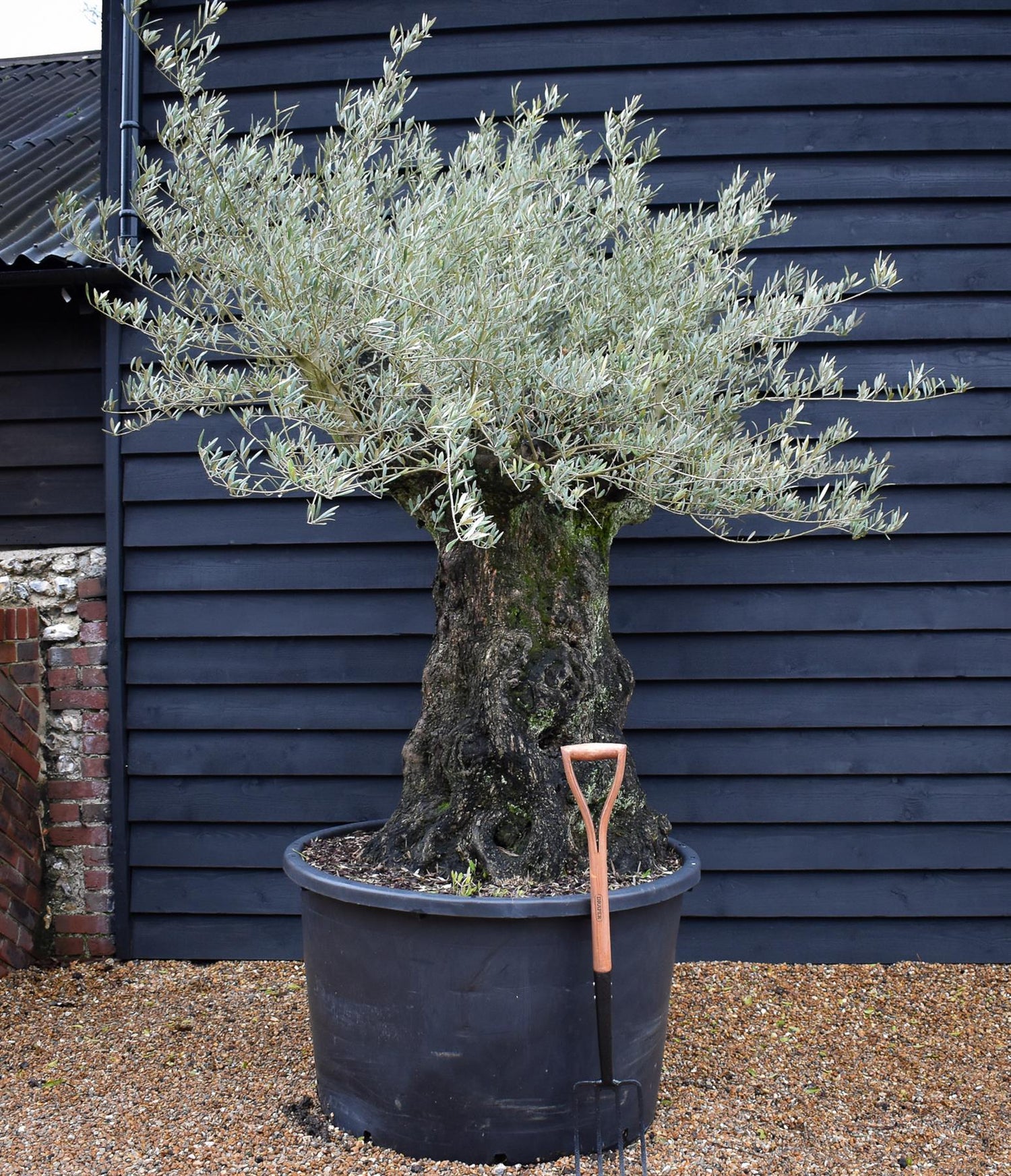 Olive Tree |Olea Europea - Specimen - Straight crown gnarly - Trunk height 90cm - Height 180-200cm - Girth 135cm - 375lt