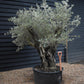 Olive Tree |  Olea Europea - Specimen - Leaning Triple branched Gnarly - Trunk height 80cm - Height 180-200cm - Girth 140cm - 240lt