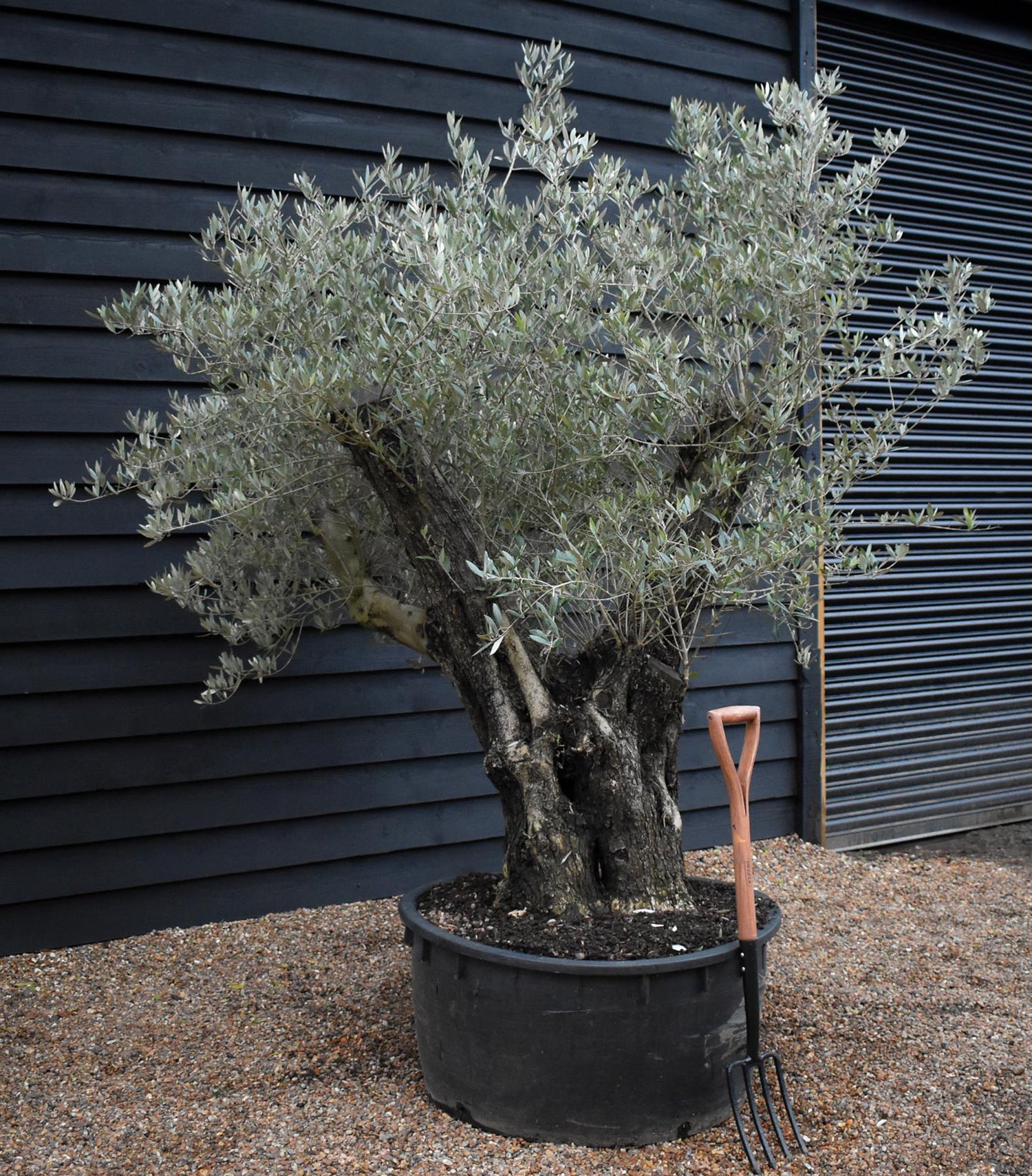 Olive Tree |  Olea Europea - Specimen - Leaning Triple branched Gnarly - Trunk height 80cm - Height 180-200cm - Girth 140cm - 240lt