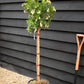 Arbutus unedo Tree | Strawberry Tree - Half Standard - Clear Stem - Height 160-180cm - 18lt