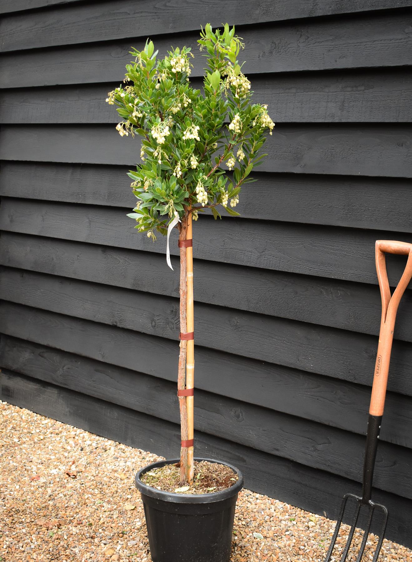 Arbutus unedo Tree | Strawberry Tree - Half Standard - Clear Stem - Height 160-180cm - 18lt