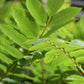 Sorbus aucuparia Cardinal Royal | Mountian Ash - 160-180cm - 12lt