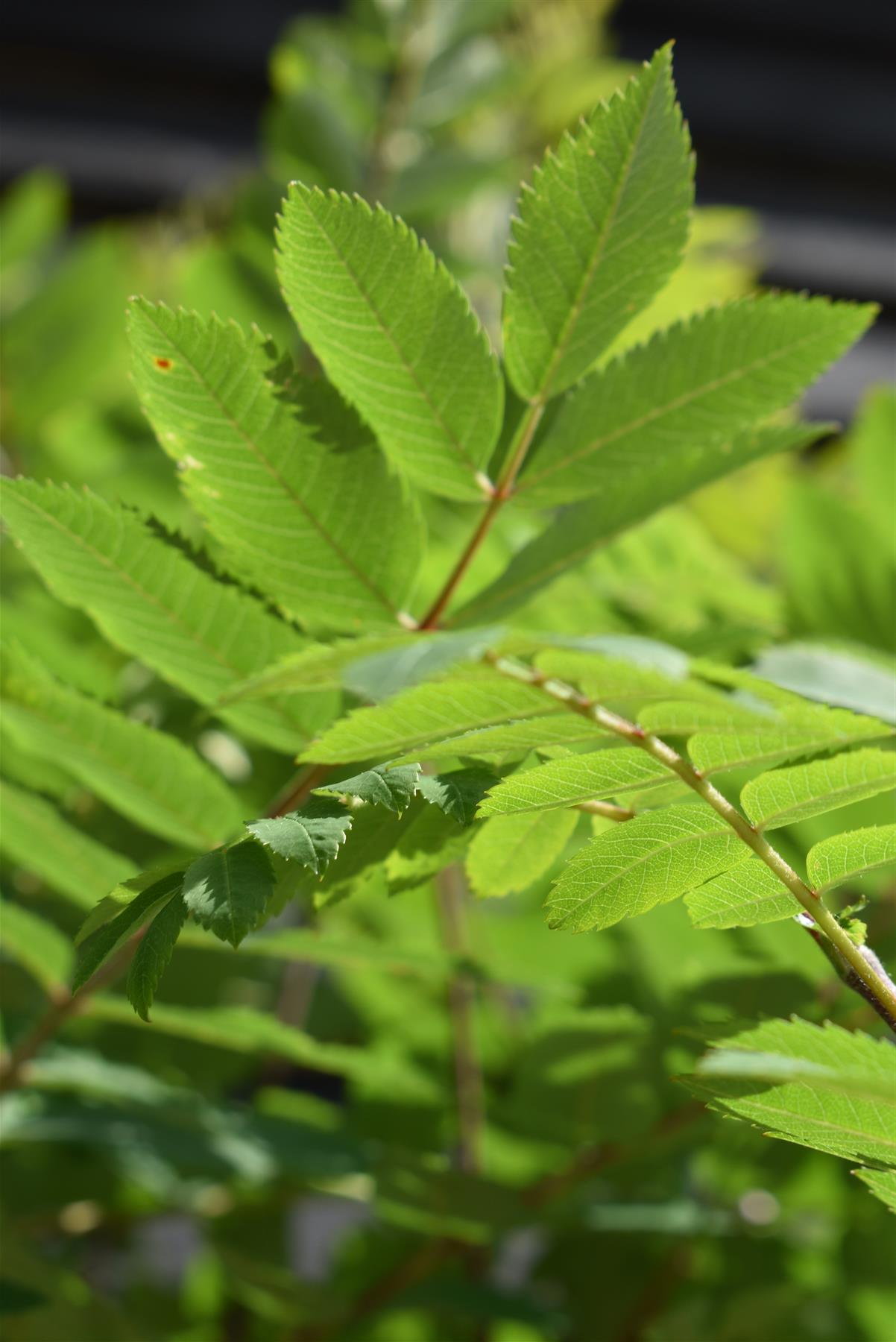 Sorbus aucuparia Cardinal Royal | Mountian Ash - 160-180cm - 12lt