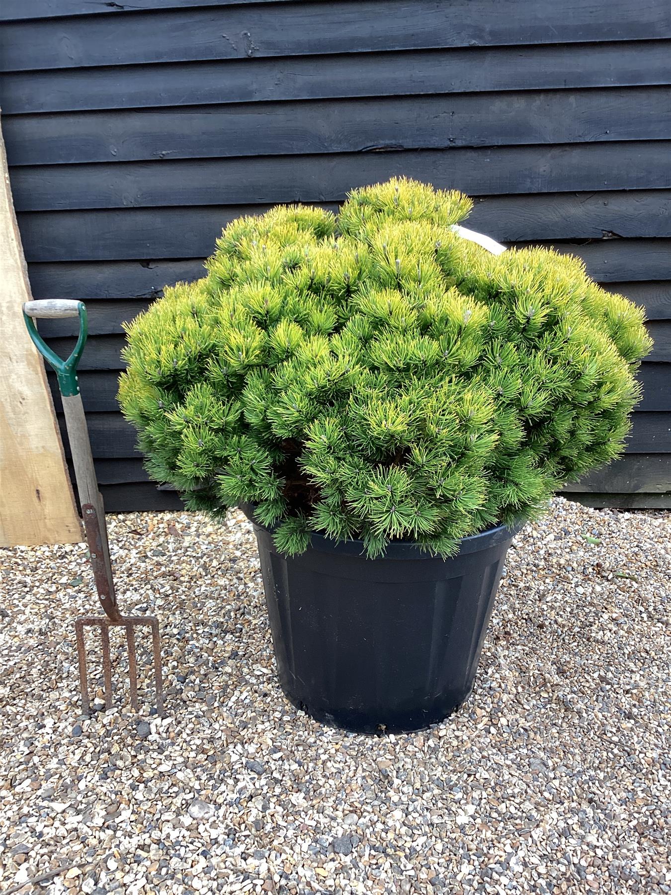 Pinus mugo 'Ophir' | dwarf mountain pine 'Ophir' - Height 130cm Width 100-120cm - 130lt