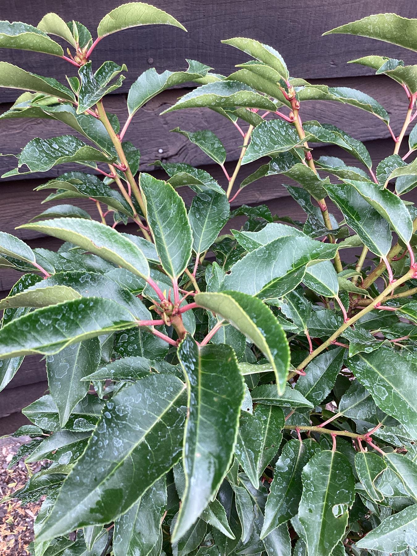 Portuguese Laurel | Prunus lusitanica - Bushy - 140-160cm - 20lt