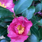 Camellia sasanqua - Bush - Large Shrub - Pink - Height 140cm - Width 60cm - 55lt