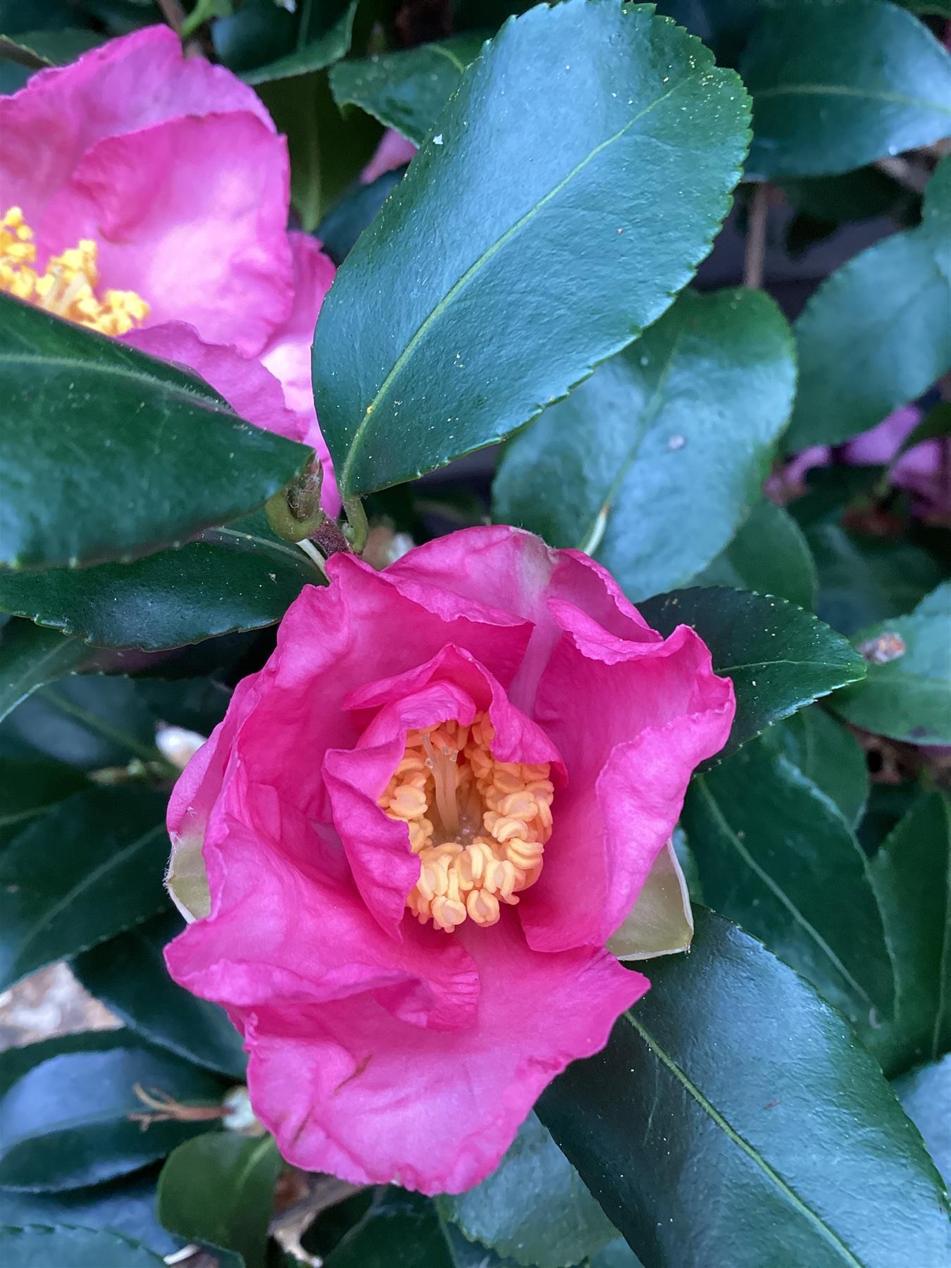 Camellia sasanqua - Bush - Large Shrub - Pink - Height 140cm - Width 60cm - 55lt