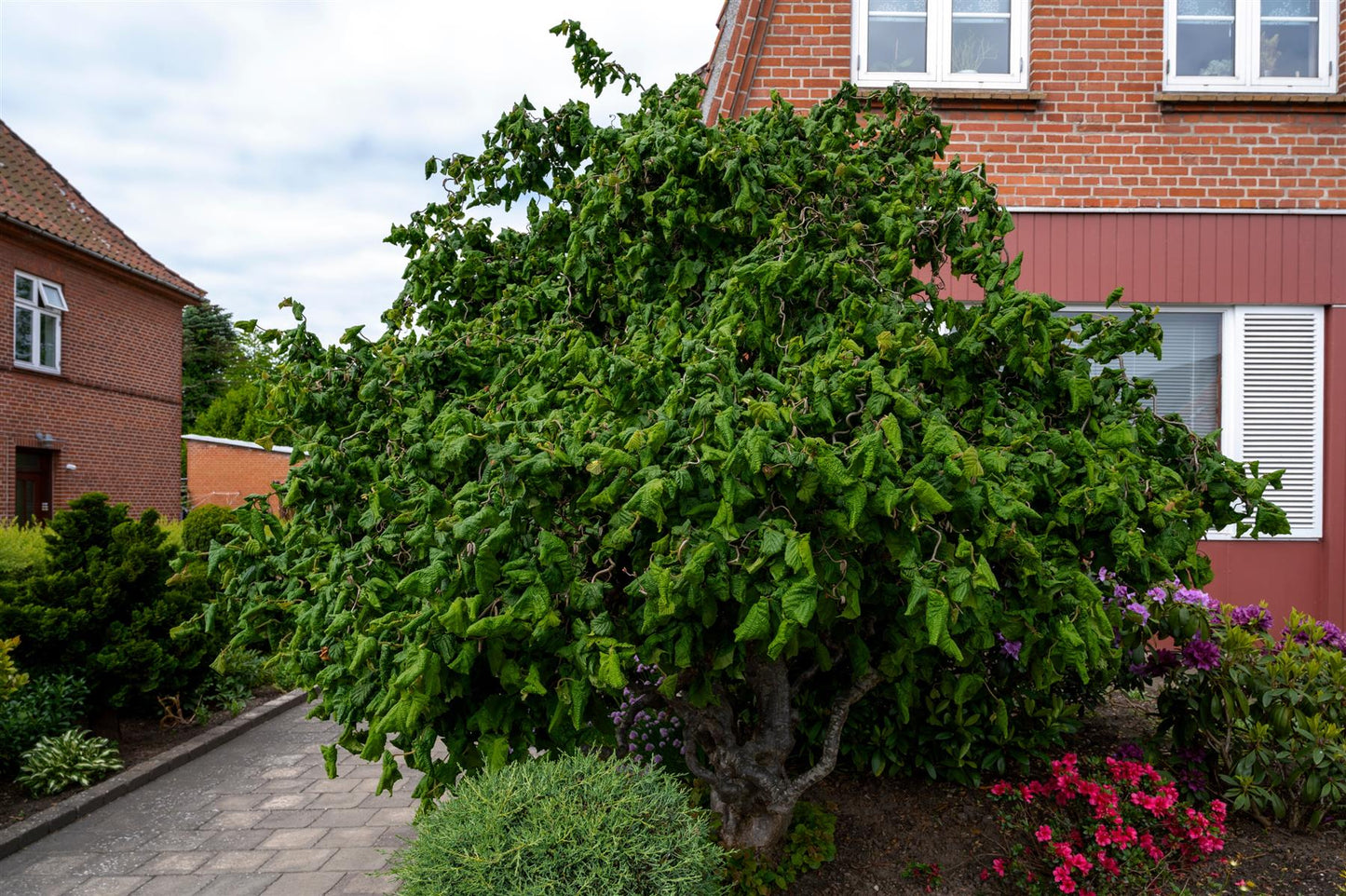 Corylus avellana 'Scooter' | Dwarf Corkscrew Hazel Scooter - 70-100cm, 12lt