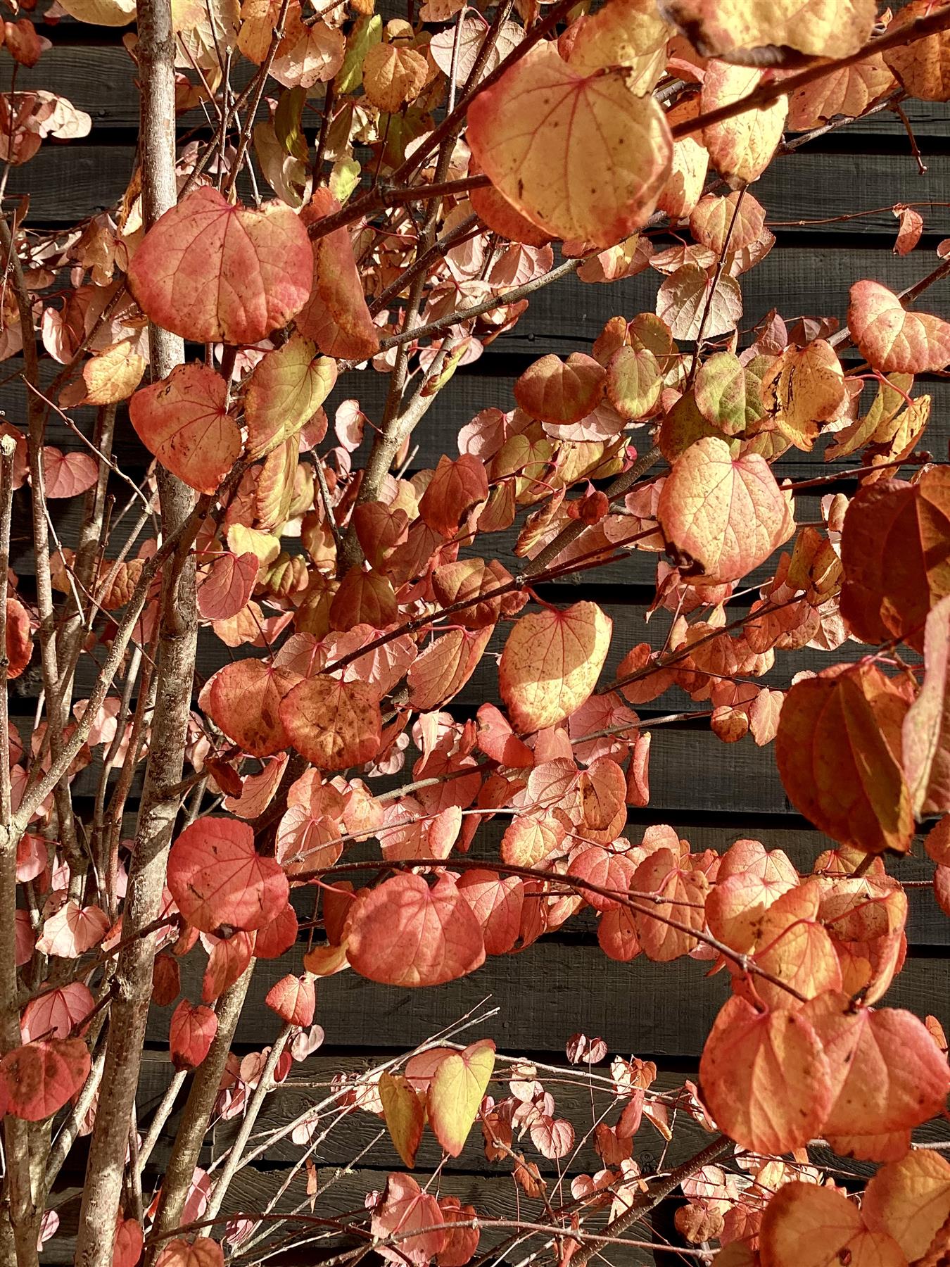 Cercidiphyllum japonicum | Japanese Katsura Tree - Height 140-220cm - 20lt