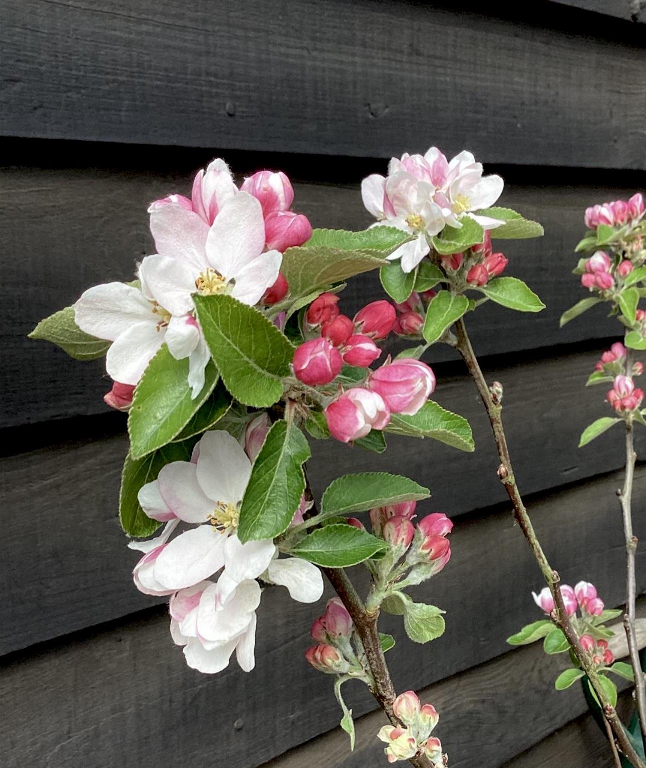 Apple tree 'James Grieve' | Malus domestica - M26 - Dwarfing - 140-150cm - 10lt