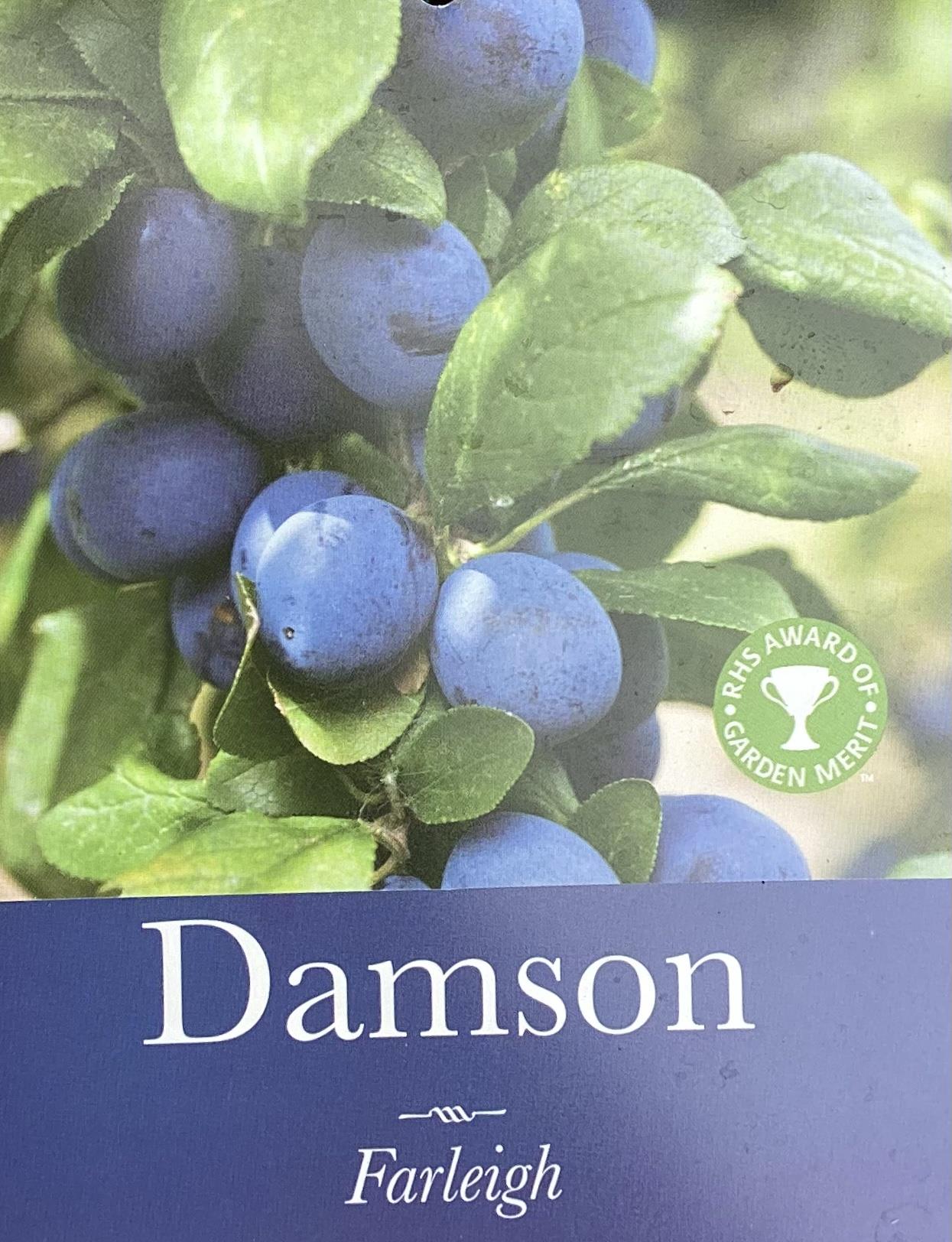 Damson 'Farleigh' on Myrobalan| Prunus insititia - Semi-Vigorous - 120-130cm - 12lt