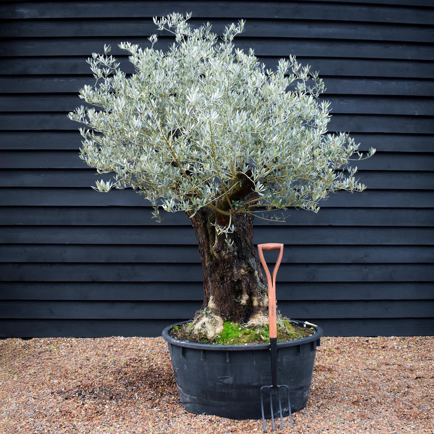 Olive Tree | Olea Europea - Specimen - Straight triple branch gnarly - Trunk height 80cm - Height 180cm - Girth 120cm - 240lt