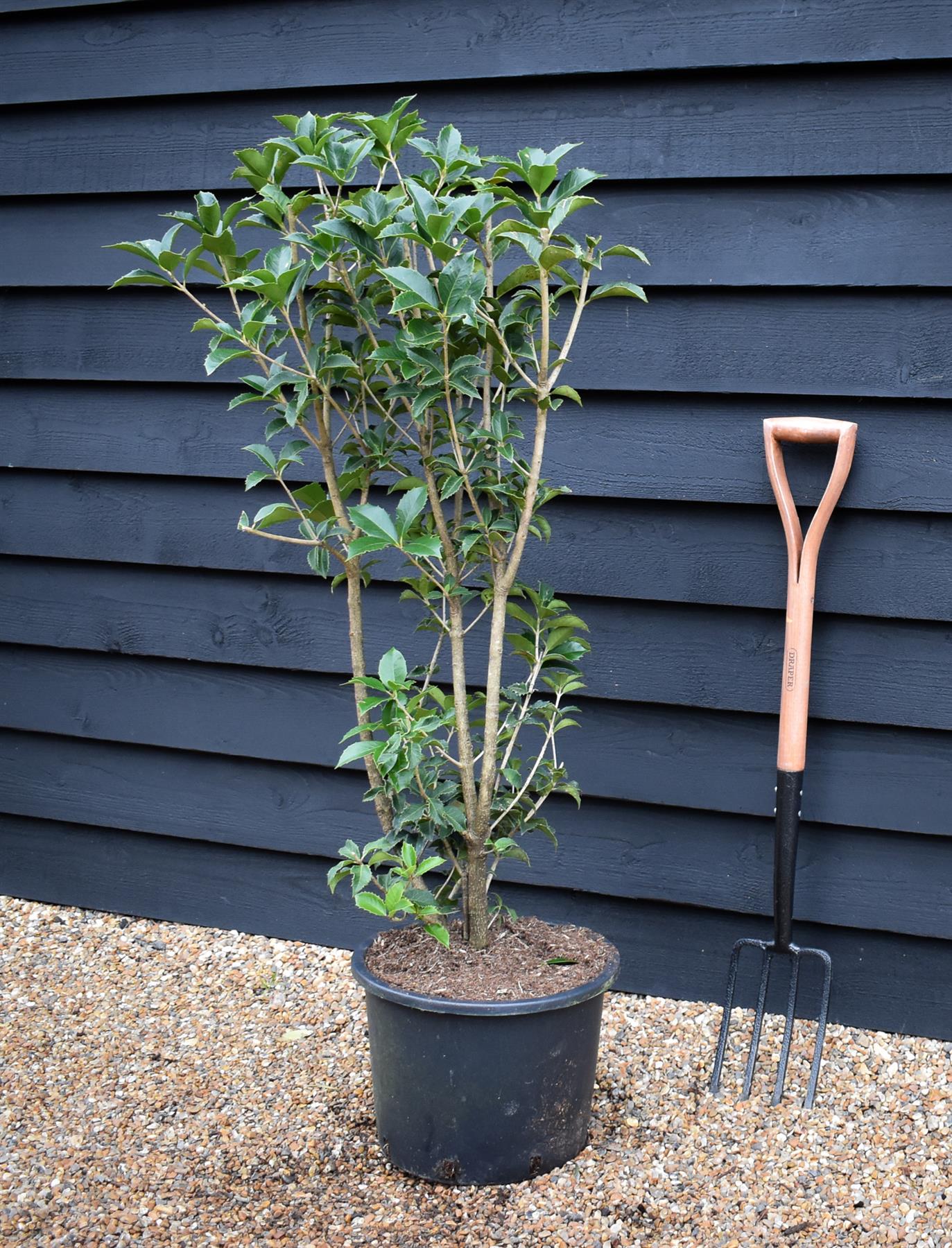 Osmanthus heterophyllus | Holly Olive - Shrub - Height 110-130cm - 20lt