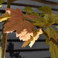 Acer pseudoplatanus 'Brilliantissimum' | Shrimp-Leaved Sycamore - 120-180cm, 10lt