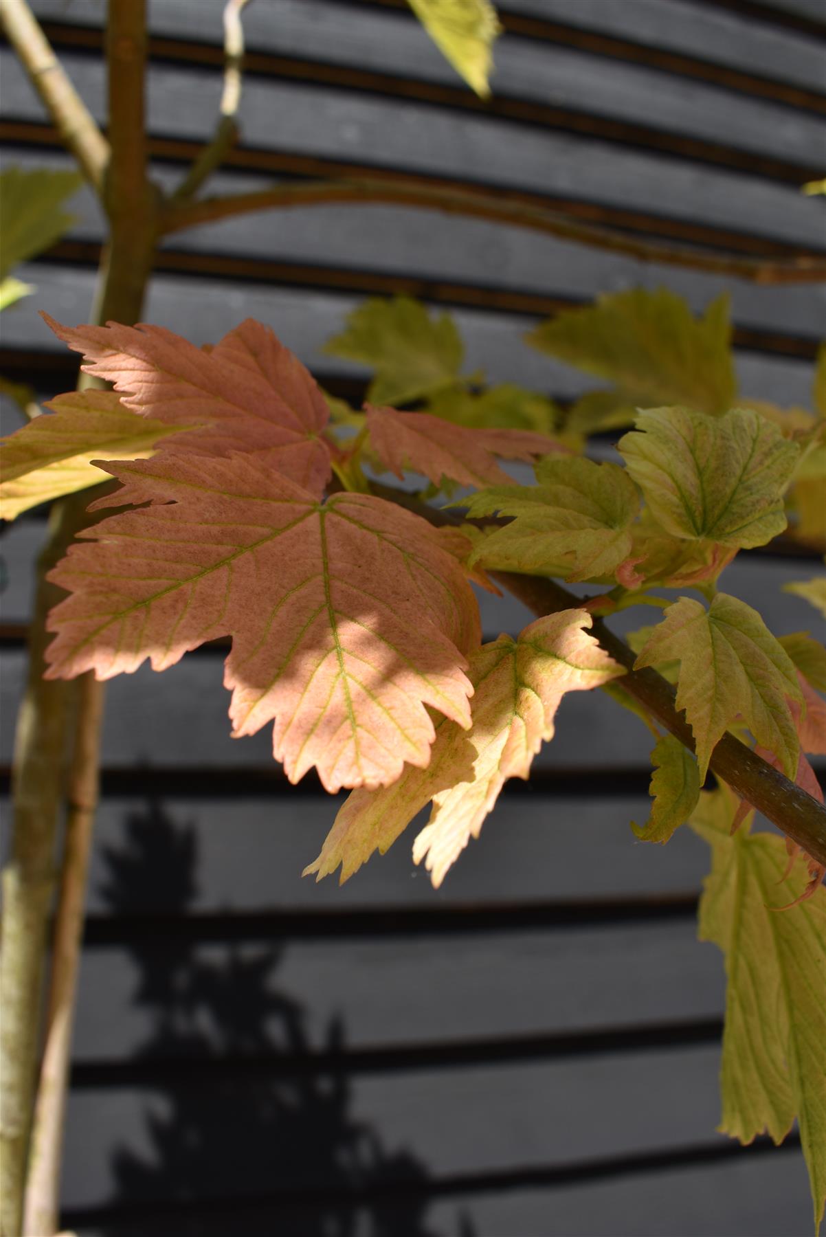 Acer pseudoplatanus 'Brilliantissimum' | Shrimp-Leaved Sycamore - 120-180cm, 10lt