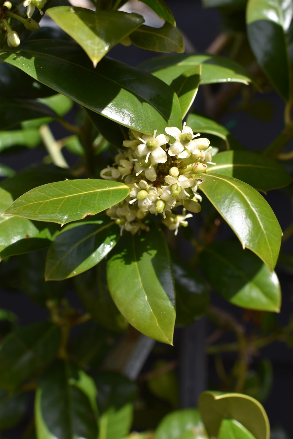 Ilex 'Nellie R. Stevens' | Holly 'Nellie R. Stevens' - Frame - 160-170cm, 45lt