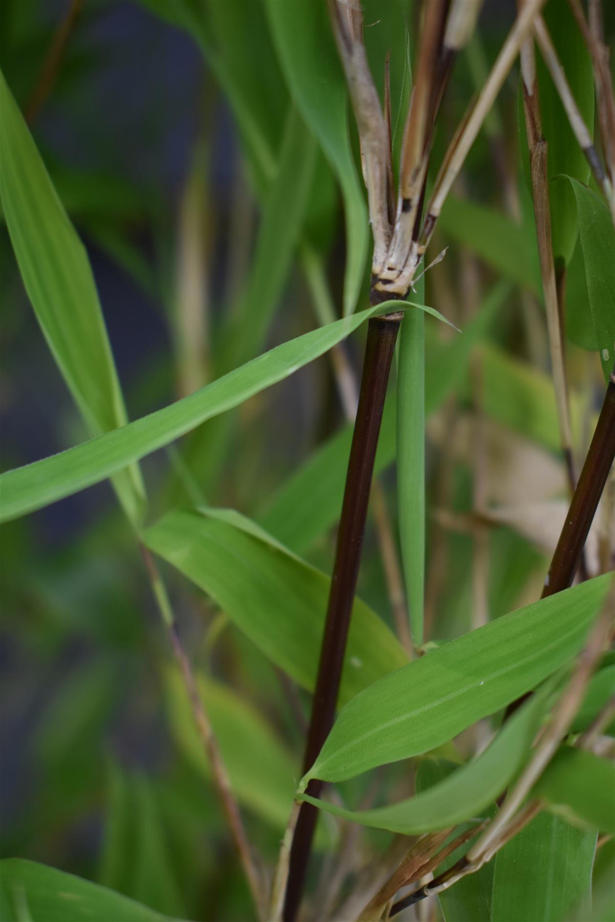 Fargesia nitida 'Winter Joy'| Chinese fountain bamboo 'Winter Joy' - 140-160cm - 10lt